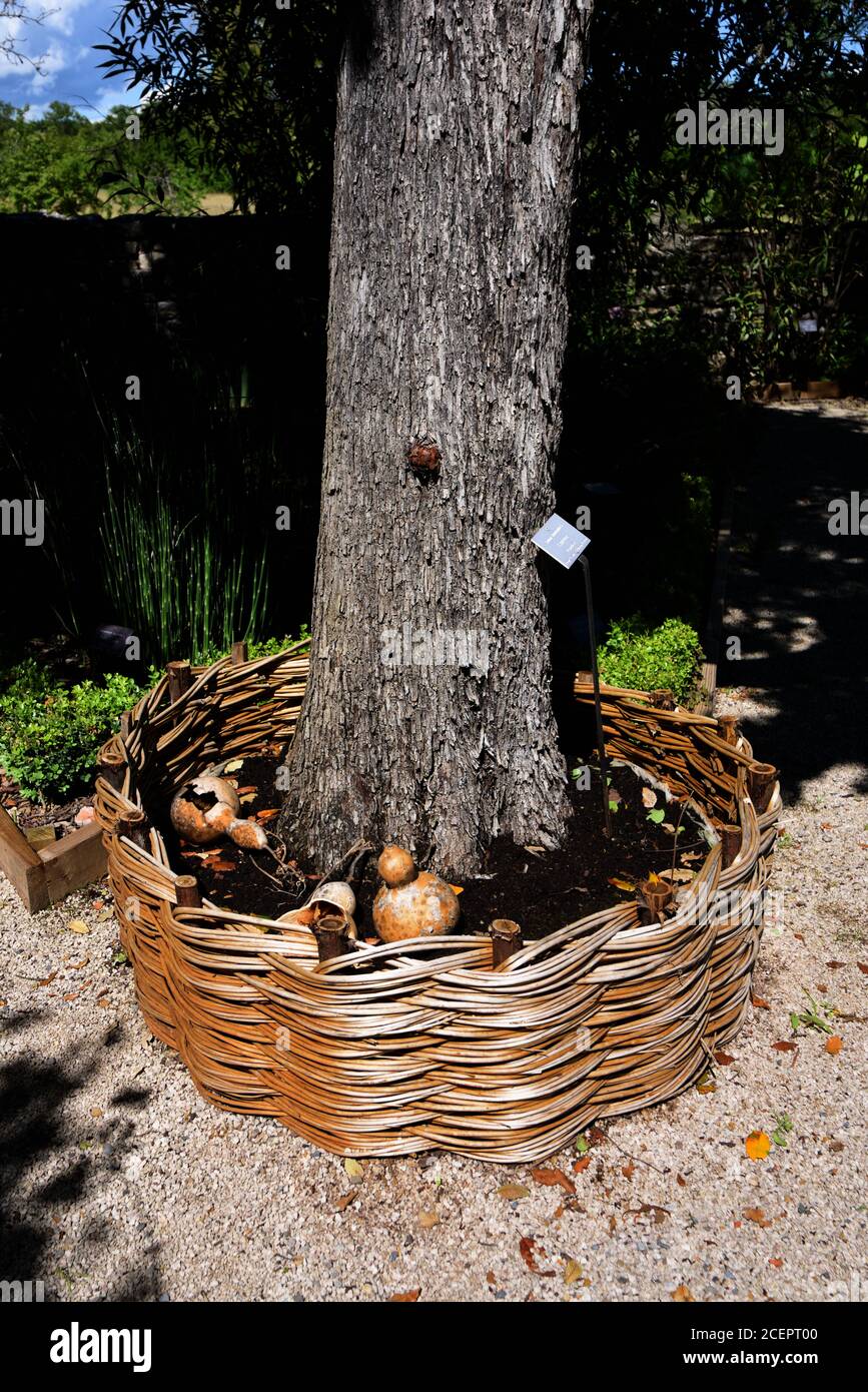 Cesto di wicket o piantatrice & tronco di Sorb Tree o. Service Tree Sorbus domestica a Salagon Gardens Mane Alpes-de-Haute-Provence Provenza Francia Foto Stock