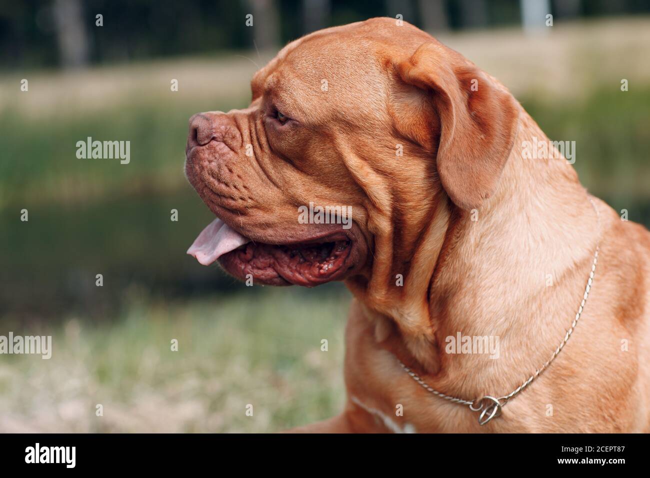 Profilo ritratto Dogue de Bordeaux. Purebred French Mastiff Dog. Foto Stock