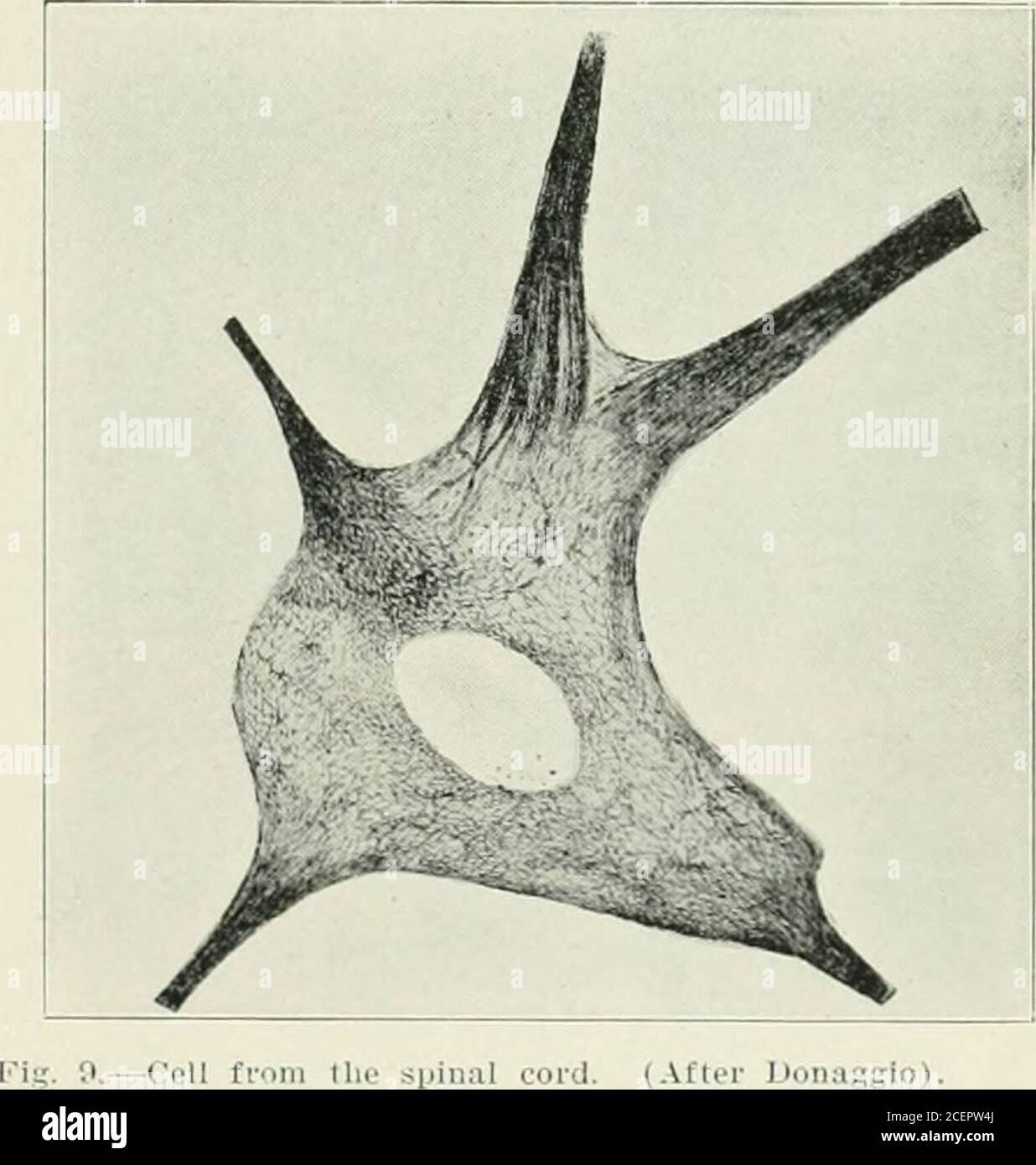 . Journal - American Medical Association. Fig. S. – Grande cella funicolare di un coniglio di otto giorni. (er-tain solo di neurophysibril primari sono stati disegnati. La rete formata dalle anastomosi dei filamenti tliesi è ben mostrata./. Neurofibrille che terminano nella rete; b, neurolibrilrunnin- through primario. (Dopo Ramon y Cajal. lm^.). Foto Stock
