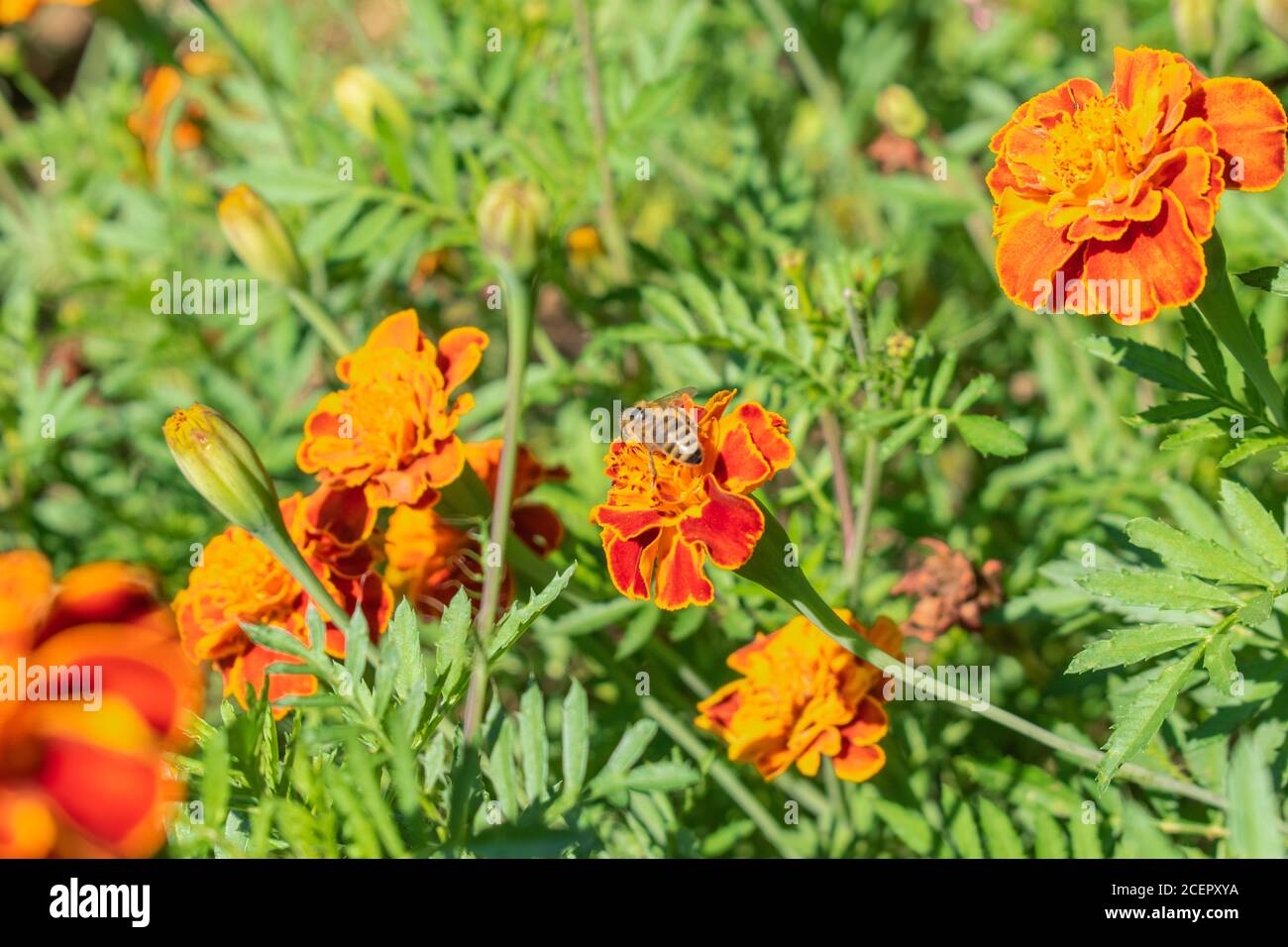 Fiori d'arancio, marigola francese, patula tagetes Foto Stock