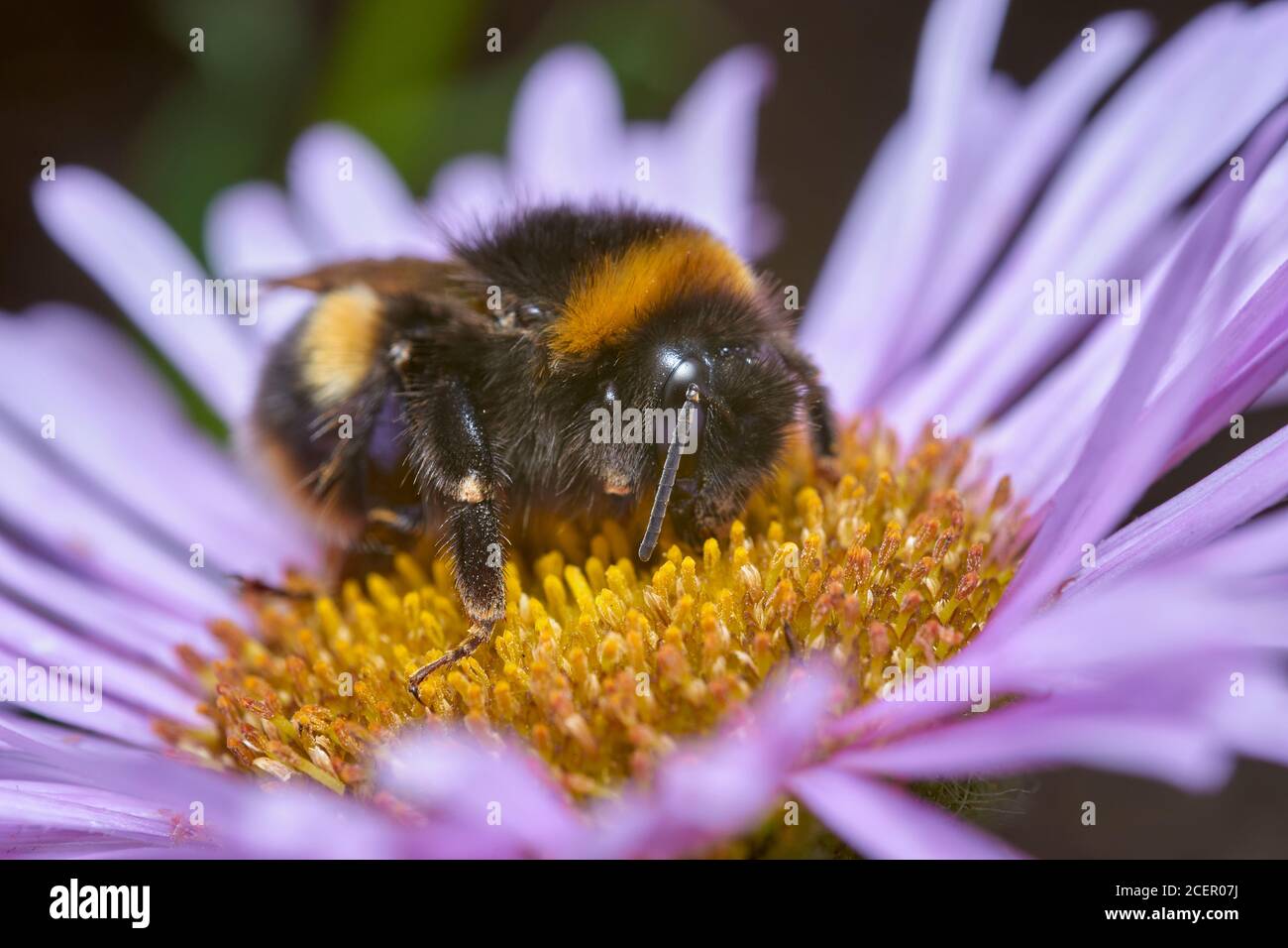 Bumblebee a coda di rombi, Bombus Terrestris, on Seaside Daisy, Erigeron glaucus Foto Stock