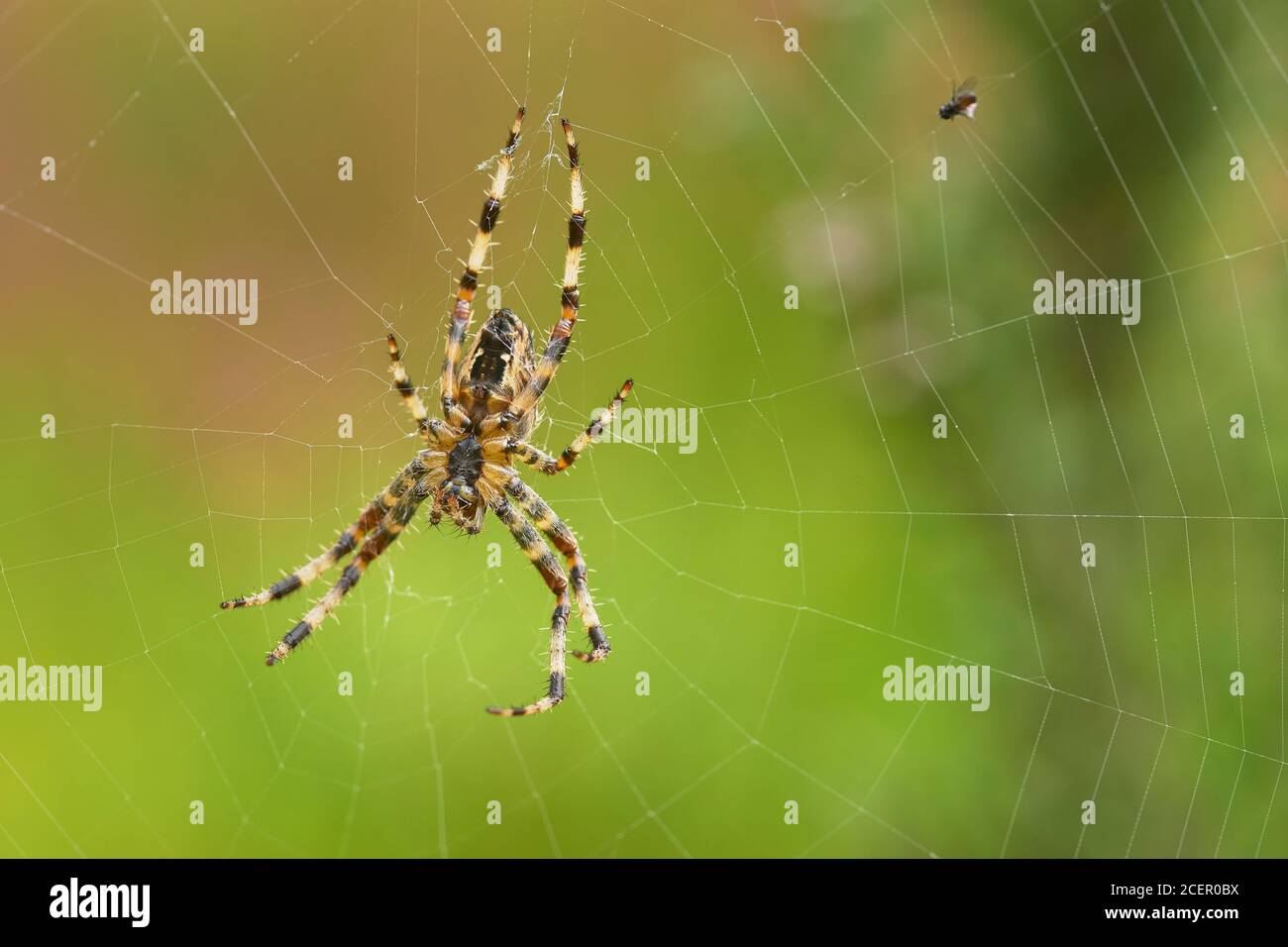 Garden Spider, Araneus diadematus, su web. Clackmannanshire, Scozia. Foto Stock