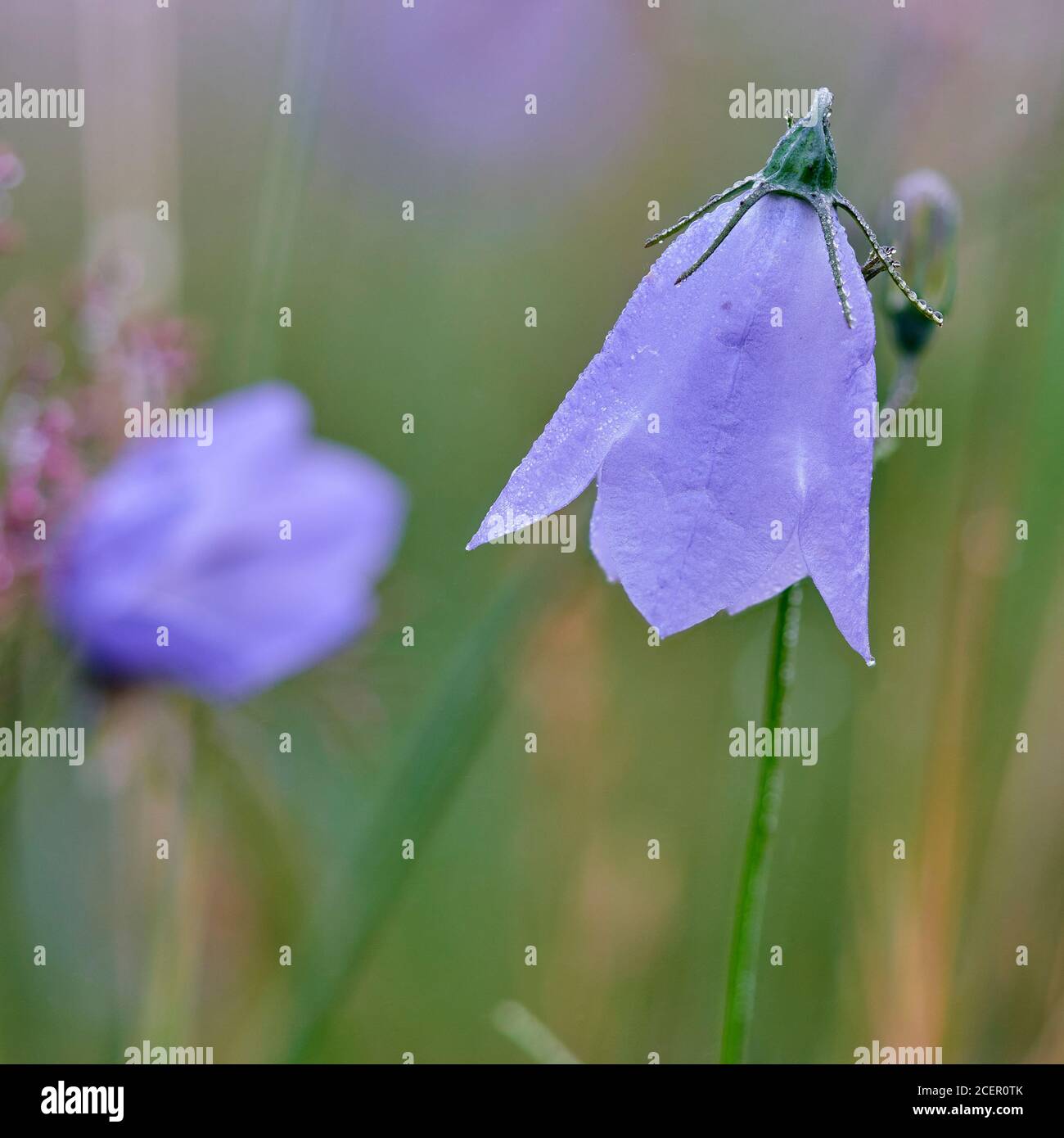Harebell o Scottish Bluebell, Campanula rotundifolia. Ochils, Clackmannanshire, Scozia Foto Stock