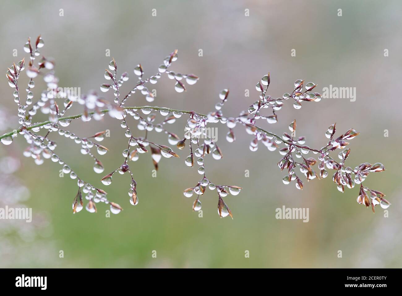 Erba coperta di rugiada. Foto Stock