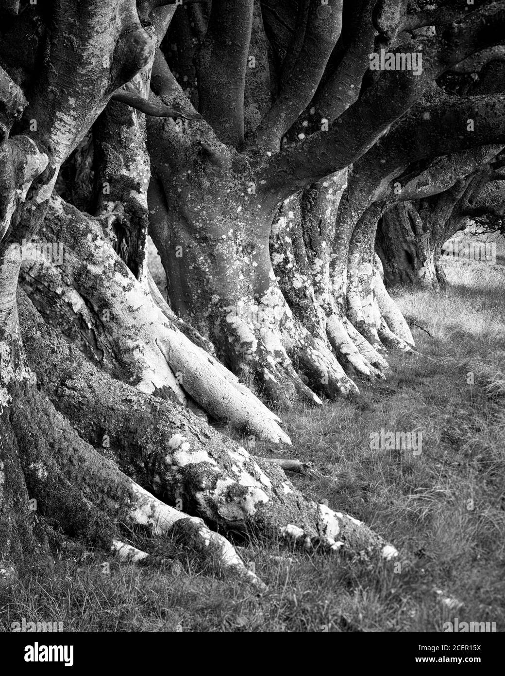 Row of Beech Trees, Lammermuir Hills, East Lothian, Scozia. Bianco e nero Foto Stock