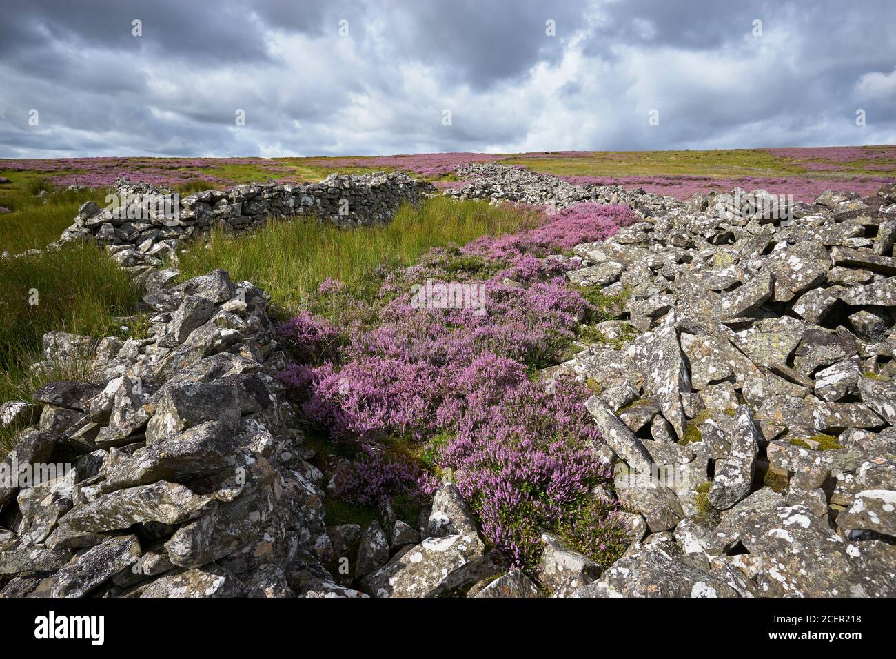 Le pietre Mutiny, un lungo cairn megalitico, Byrecleugh Rig, Lammermuir Hills, Scottish Borders, Scozia. Foto Stock