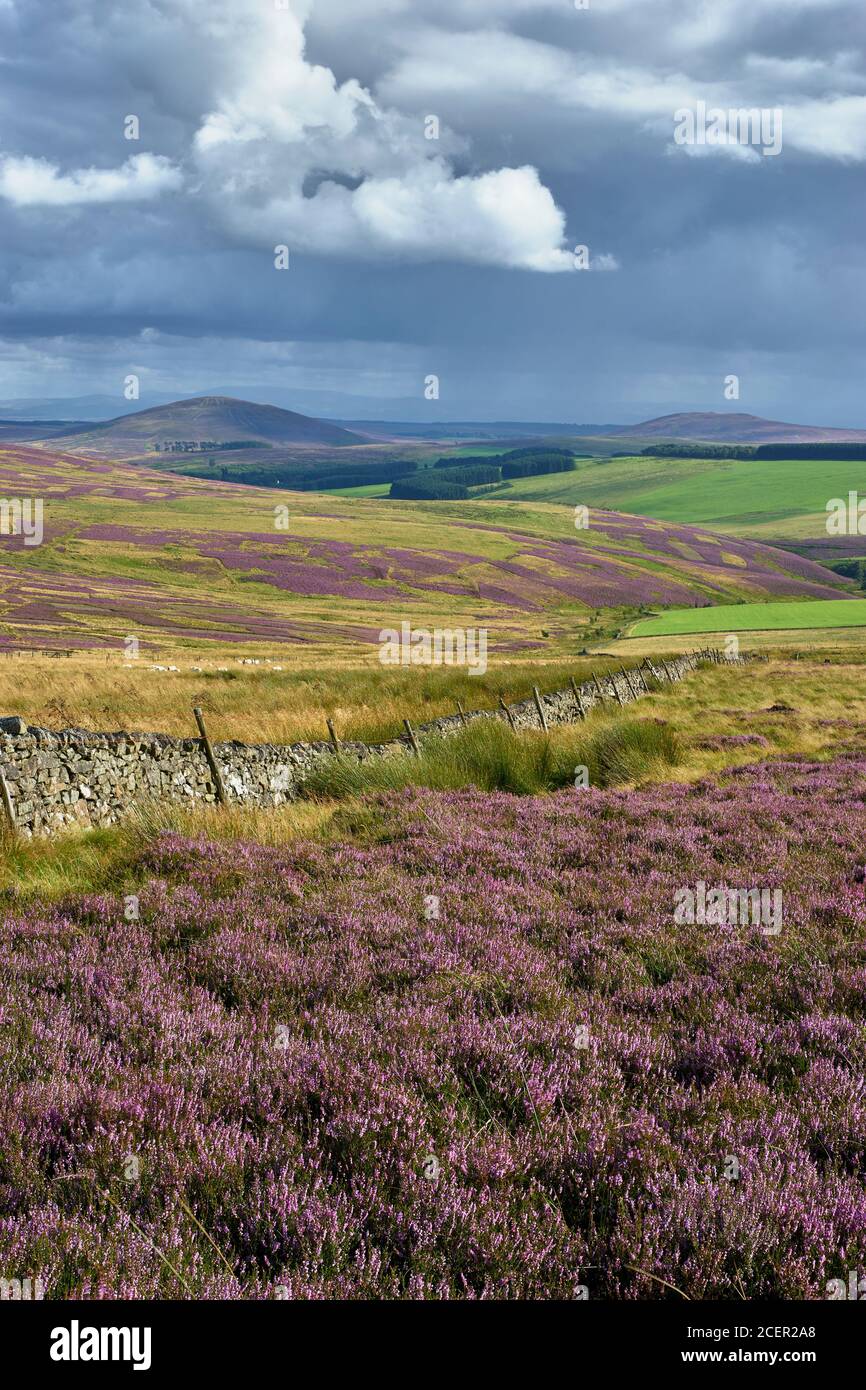 Heather Moor sulle colline di Lammermuir. Guardando a sud verso Dirrington Great Law e Dirrington Little Law. Frontiere scozzesi, Scozia. Foto Stock