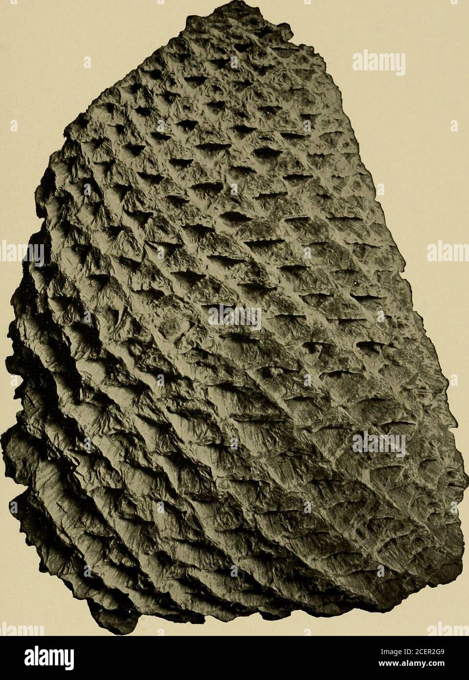 . Indagine geologica del Maryland. IG^TT^-ia^.^piCENTIMETERS CYCADOPHYT^. PIATTO L. PAGINA Cycadeoidea Fisekae Ward 329 Vista del campione N. 6345 Goucher College (dopo M^ard). 549 INDAGINE GEOLOGICA DEL MARYLAND. PIASTRA CRETACEA INFERIORE L.. 1 T - I IK^--| CENTIMETRI I CYCADOPHYT.E. PIASTRA LI. PAGINA parte distale della parte anteriore di Dioonites Buchianus (impostazioni) Nato., da Dutch Gap, Virginia (dopo Fontaine) 332 55U MARYLAND INDAGINE GEOLOGICA. PIASTRA CRETACEA INFERIORE LI. Foto Stock