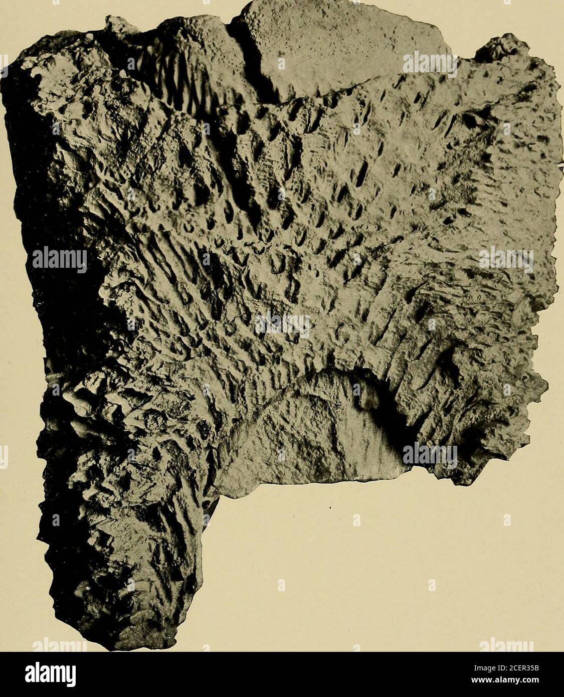 . Indagine geologica del Maryland. OECIMETERSI CYCADOPHYT^. PIASTRA XIX. PAGINA Cycadeoidea Clarkia:^a Ward 328 Vista che mostra il lato meglio conservato del tipo. 9050 GoucherCollege (dopo Ward). 548 INDAGINE GEOLOGICA DEL MARYLAND. CRETACEO INFERIORE, PIASTRA XIX. IG^TT^-ia^.^piCENTIMETERS CYCADOPHYT^. PIATTO L. PAGINA Cycadeoidea Fisekae Ward 329 Vista del campione N. 6345 Goucher College (dopo M^ard). 549 INDAGINE GEOLOGICA DEL MARYLAND. PIASTRA CRETACEA INFERIORE L. Foto Stock