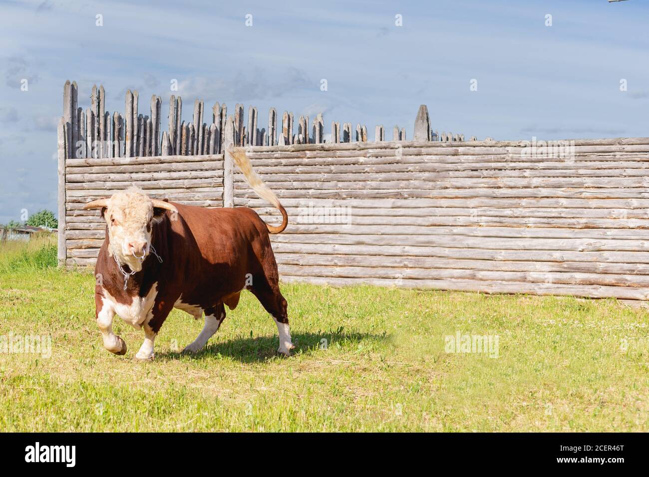 bull, grande toro con un anello nel naso, si trovava maestosamente in un lussureggiante prato estivo da una recinzione di legno, un toro di latte che pascolava in un prato verde. Orizzontale Foto Stock