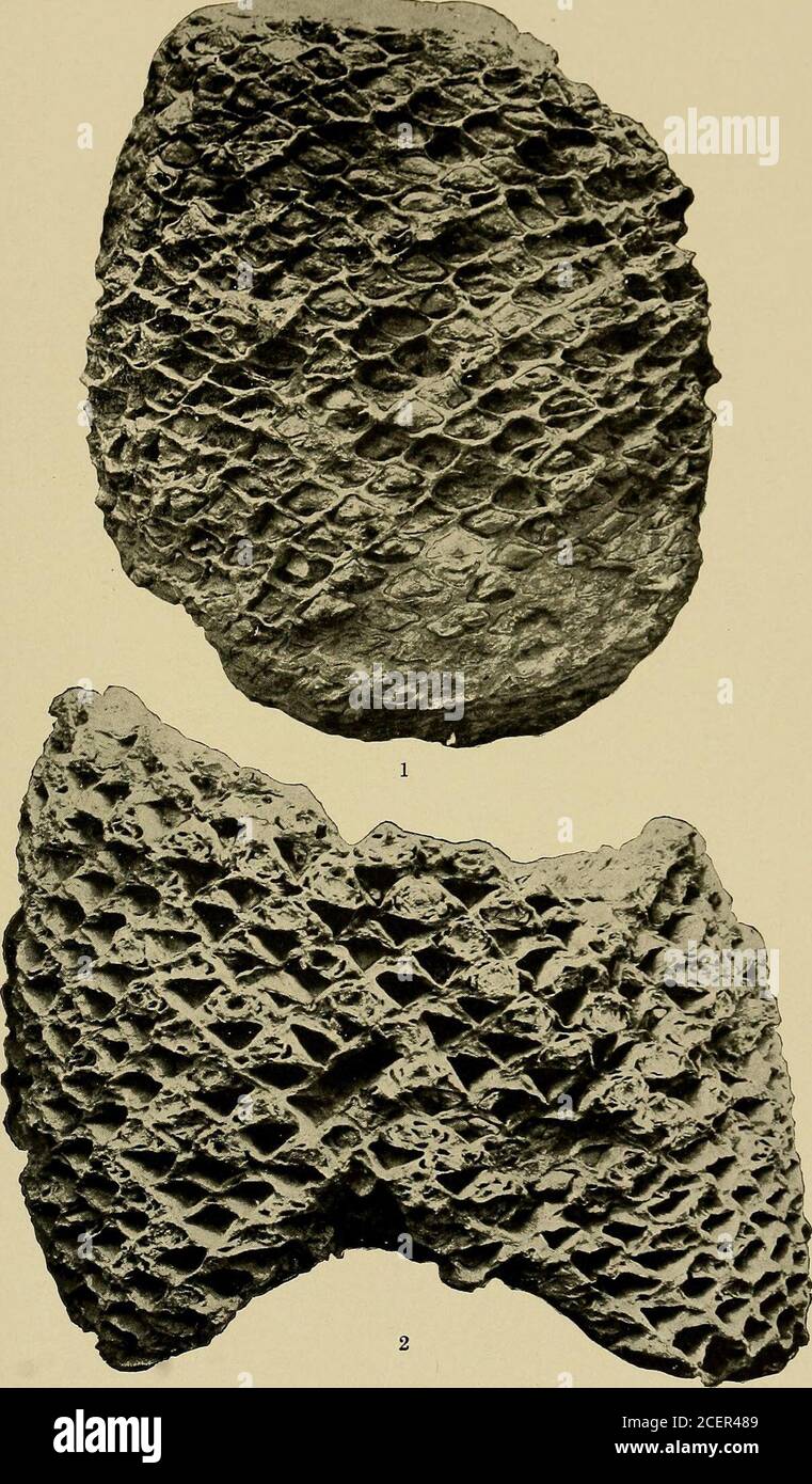 . Indagine geologica del Maryland. CYCADOPHYT^. PIASTRA XVIII. PAGINA figg. 1, 2. Cycadeoidea Bibbixsi Ward 327 1. 1462 Goucher College (dopo Ward). N. 1465 Goucher College (dopo Ward). 547 MARYLAND GEOLOGIA RILEVAMENTO CRETACEO INFERIORE, PIASTRA XVIII.. OECIMETERSI CYCADOPHYT^. PIASTRA XIX. PAGINA Cycadeoidea Clarkia:^a Ward 328 Vista che mostra il lato meglio conservato del tipo. 9050 GoucherCollege (dopo Ward). 548 INDAGINE GEOLOGICA DEL MARYLAND. CRETACEO INFERIORE, PIASTRA XIX. Foto Stock