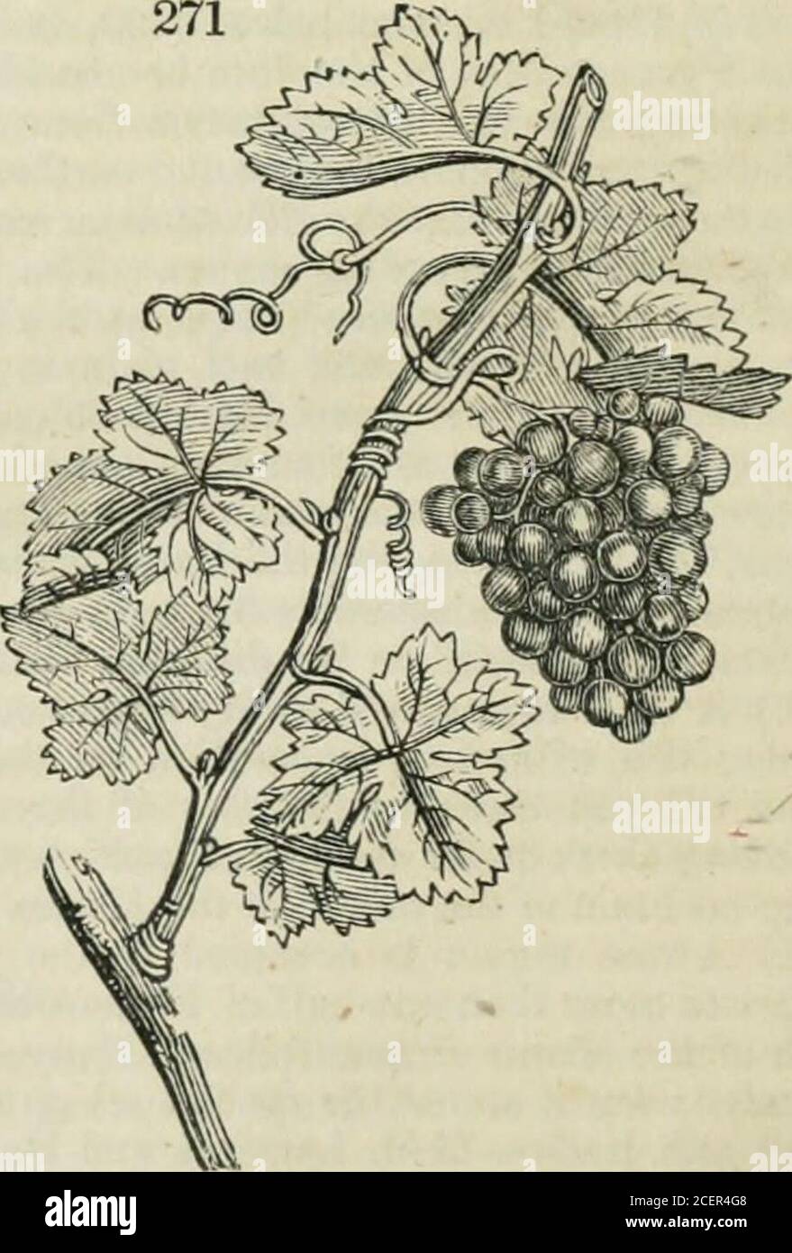 . L'enciclopedia della geografia: Comprendente una descrizione completa della terra, fisica, statistica, civile e politica. L'Olive. La vite. La Phillyrea, &c. D'altra parte, nella seconda classe, vale a dire, tra tali ascan coraggioso un grande grado di freddo, e farlo perché il movimento del sap è interrotto Libro. I. FRANCIA. 525 272 alla caduta del fogliame, è il Vine, &c., e quelli che evitano il freddo becanse le piante, o almeno i loro gambi, sono annuali, come il mais. Si può facilmente supporre che gli indi-viduals appartengono alla seconda classe fioriranno meglio, e. Foto Stock
