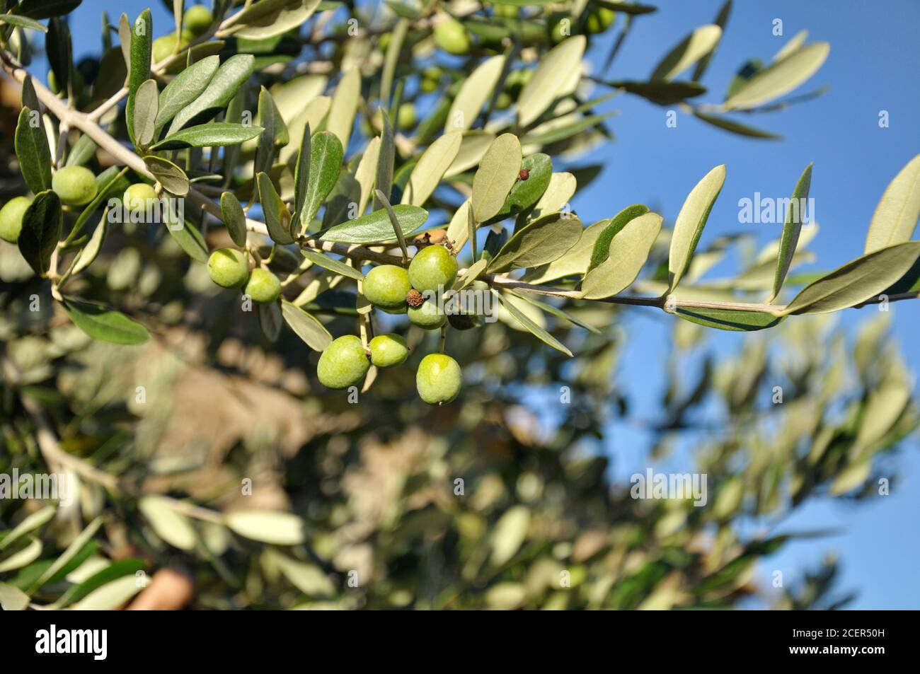 Ramo di olivo con olive verdi fresche, sullo sfondo un cielo estivo blu Foto Stock