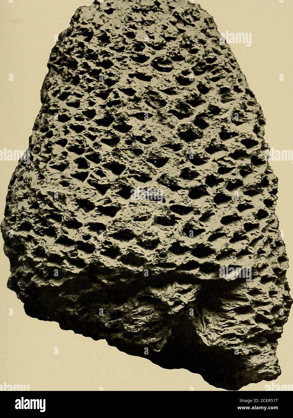 . Maryland geologica rilevamento. b^tj 14*1 m lNTIMETERS CYCADOPHYT^. PIASTRA XVII. PAGINA Cycadeoidea Uhleki Ward 326 Vista di uno dei tipi di esemplari nella Maryland Academy of Sciences (dopo Ward). 546 INDAGINE GEOLOGICA DEL MARYLAND. CRETACEO INFERIORE, PIASTRA XVII.. CYCADOPHYT^. PIASTRA XVIII. PAGINA figg. 1, 2. Cycadeoidea Bibbixsi Ward 327 1. 1462 Goucher College (dopo Ward). N. 1465 Goucher College (dopo Ward). 547 MARYLAND RILEVAMENTO GEOLOGICO CRETACEO INFERIORE, PIASTRA XLVIII. Foto Stock