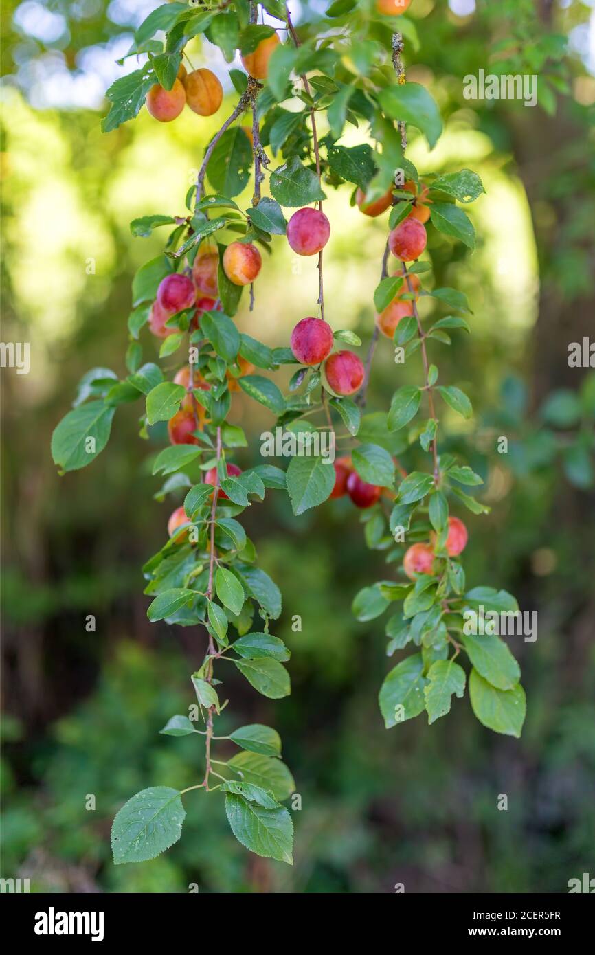 Frutti crudi di mirabelle di prugna rossa che crescono su albero. Prunus domestica, Repubblica Ceca Foto Stock