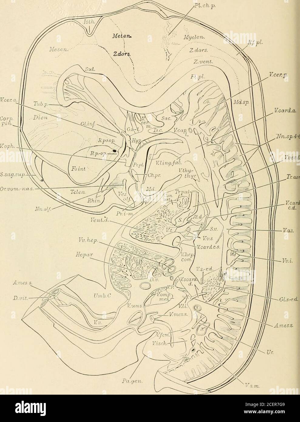 La rivista americana di anatomia. Ricostruzione che mostra il lato destro  del cervello e del cordone cervicale; il nervo cranico destro e cervi-cal;  l'orecchio interno, e la vescicola ottica di un
