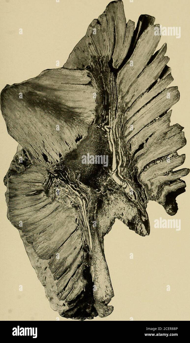 . Indagine geologica del Maryland. CYCADOPHYT^. PIASTRA XLV. PAGINA Cycadeoidea FONTAINEAIVA Ward 324 Vista di una sezione longitudinale che mostra la struttura interna e terminale gemma, No. 1467 Goucher College (dopo Ward). 544 MARYLAND GEOLOGICO RILEVAMENTO CRETACEO INFERIORE, PIATTO XLV.. CYCADOPHYT.E. PIASTRA XLVI. PAGINA Cycadeoidea Goucheriana Ward 325 Vista del tipo campione, No. 1479 Collegio Gouclaer (dopo Ward). 545 INDAGINE GEOLOGICA DEL MARYLAND. CRETACEO INFERIORE, PIASTRA XLVL. Foto Stock