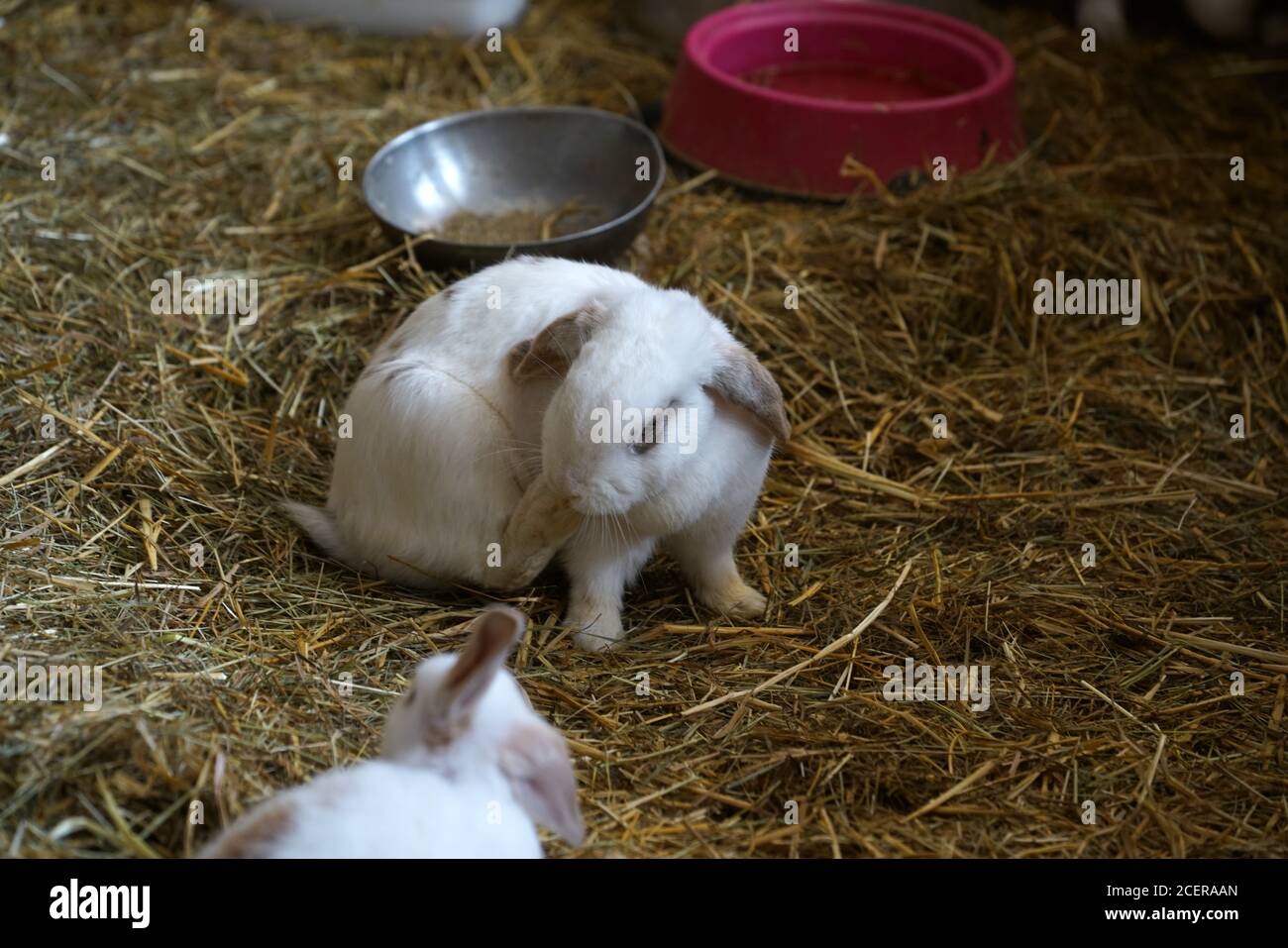 Carino coniglietti bianchi seduti su erba secca Foto Stock