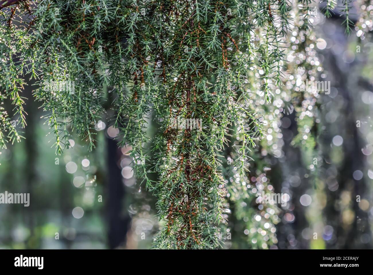 Primo piano foglie blu di conifere sempreverdi Juniperus communis Horstmann dopo la pioggia. Bokeh estremo con riflesso della luce. Fotografia macro, Foto Stock