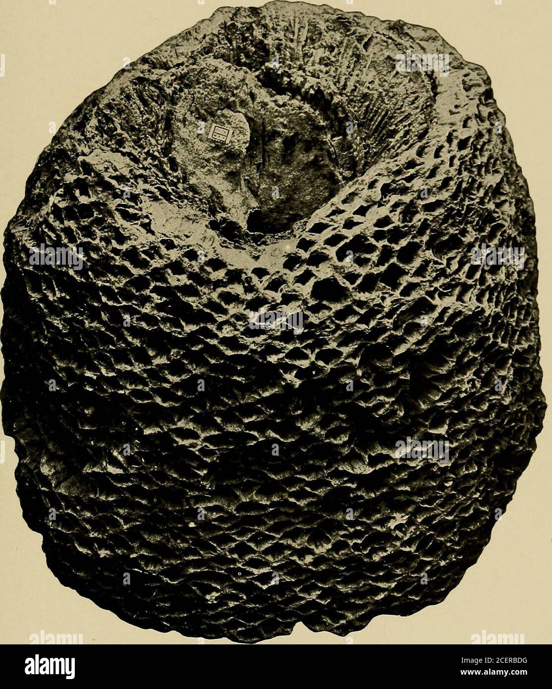. Indagine geologica del Maryland. CYCADOPHYT^. PIASTRA XLIII. PAGINA Cycadeoidea Tysoniana Ward 323 Vista del tipo campione, No. 1472 Goucher College (dopo Ward). 542 INDAGINE GEOLOGICA DEL MARYLAND. CRETACEO INFERIORE, PIASTRA XLIII.. PM? {? I. .hi-FEPI-^CENTIMETERSJ CYCADOPHYT.^:. PIASTRA XLIV. PAGINA Cycadeoidea McGeeana Ward 323 Vista dalla base, N. 1659, 1659a Collegio Goucher (dopo Ward). INDAGINE GEOLOGICA DEL MARYLAND. CRETACEO INFERIORE, PIASTRA XLIV. Foto Stock