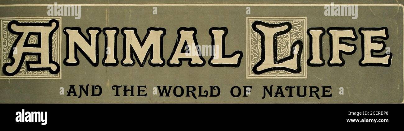 . Animal Life e il mondo della natura; una rivista di Storia Naturale. 186 147, 178, 201, 270, 293, 294 217 272 .. 167, 203, 204, 207 .. 133-135; 166, 208-210 209 .. 209 . 207 . 170 . 132 . 184 50, 52 318 243 404 49, Velvet Fiddler Voles vultures 198, 238, 262, 312, 341, 401 243 368 .. 63 128-18072, 151 W Wall-Lizabds White Scottish Terriers White Wolf, il .. Bestie selvatiche akd i loro sensi Wombat, Waggail Wallaby Wapiti ..Warbler, Marsh Wart Hog Waterbucks .. ..,,.. Acqua Lizards Weasel .. Weaver Birds, Indian Whale Wildebests Wolf Wolverene Wombat Worms, Blind Wren YeUowhammer Zebre, Wild H Foto Stock