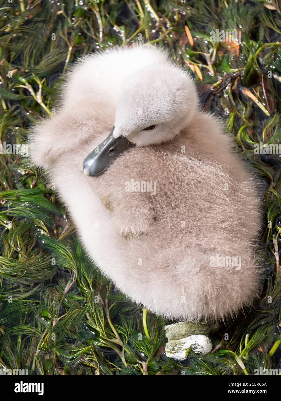 White Swan cygnet riposato su un'isola di vegetazione acquatica nel fiume Stour, Dorset Foto Stock