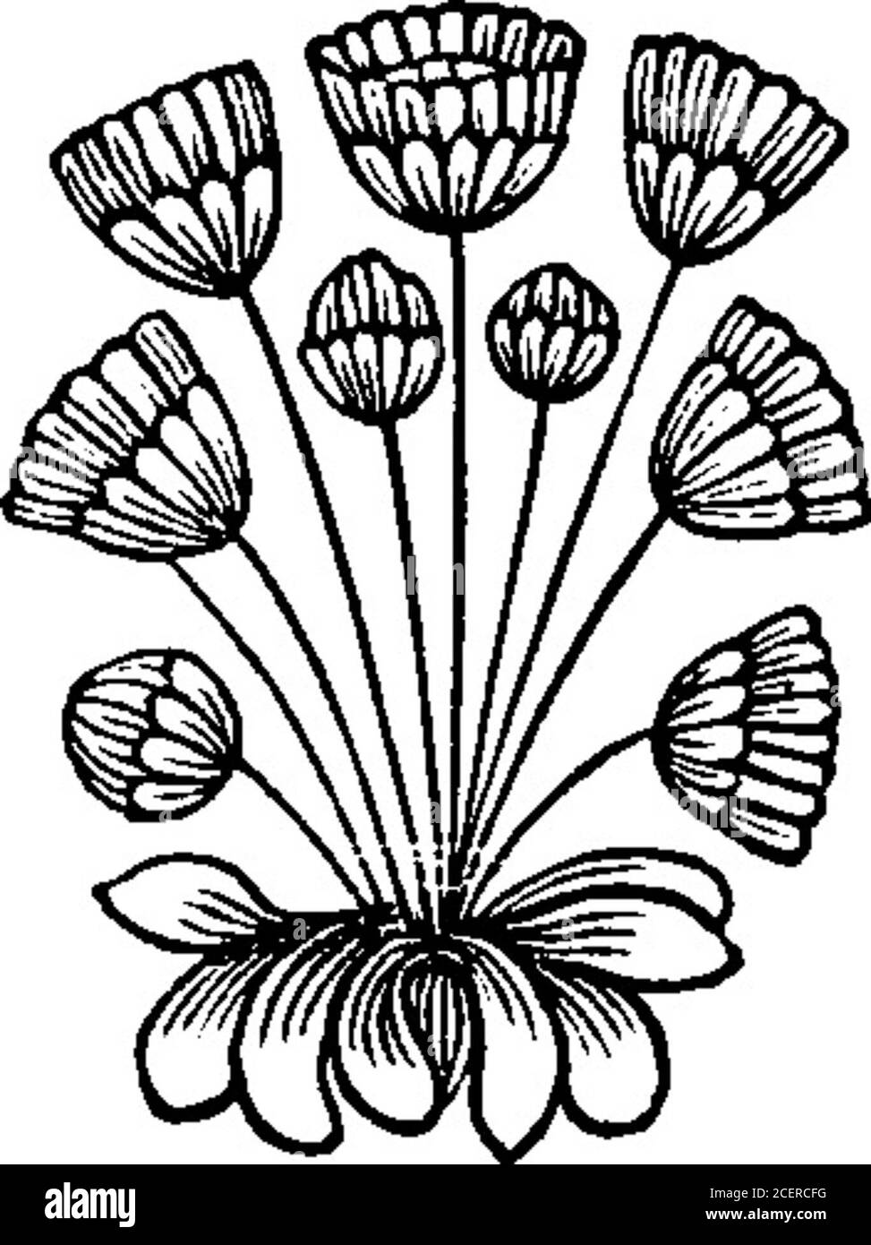 . L'amico (Volume 3): Una serie di saggi per aiutare nella formazione di principi fissi in politica, morale, zb Vinclita fpeme,Schernendo il &lt;vulgo e feco i regi infeeme,nudo nocchier promettor di regni;ma per le fconofciute onde marine V invitta prora ei pur fofpinne alfine.SZafual uom, tende, tane, tane, V Ocean corfe, e i turbini fojienne,Vinfe le immagini grezzi di morte;Pofcia, delV ampio mar fpenta la guerra,Scorfe la dianzi favolofa terra. Allor dal cavo pin fcende veloce, e di gran Foto Stock