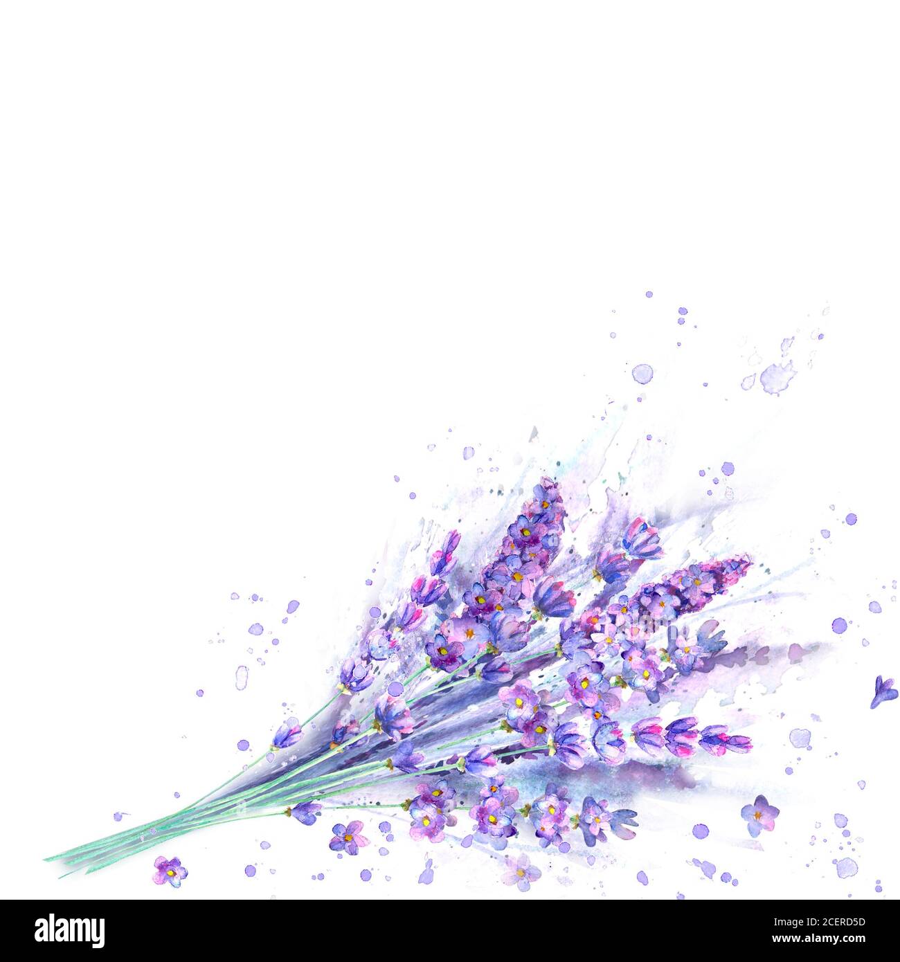 Bouquet di lavanda acquerello. Fiori di lavanda, piante e spruzzi di acquerello su sfondo bianco. Illustrazione botanica disegnata a mano di colore viola verde. FO Foto Stock