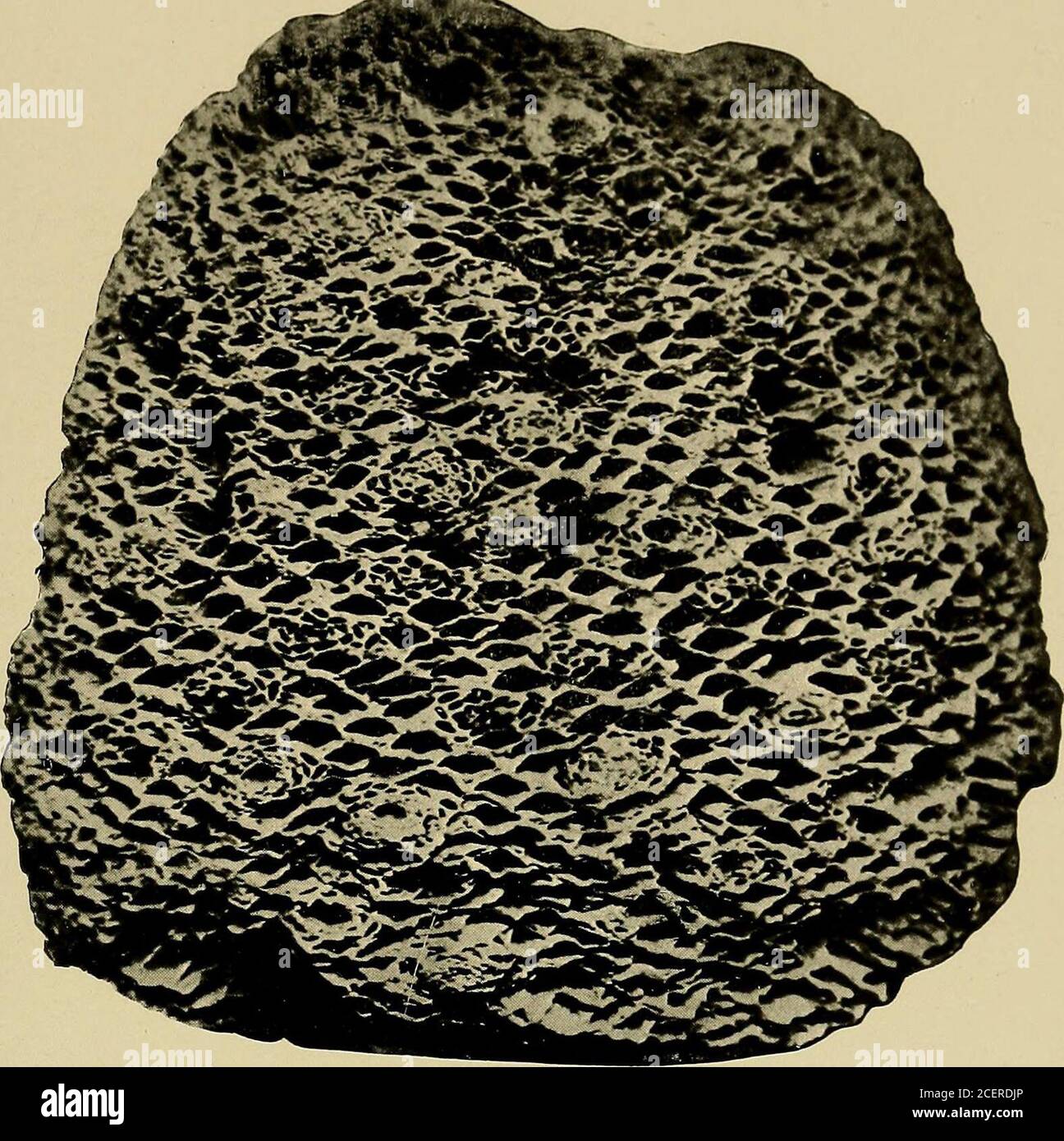 . Indagine geologica del Maryland. PTERIDORHYTA. PIASTRA XLII. PAGINA Cycadeoidea MARYLAINDicA (Fontaine) Cap. & Solms 320 Vista del trunlt liistorico di Tlie scoperto da Philip Tyson circa 1860. Tlieprobable località a Spring Gardens, Baltimore County, è Shownon Plate IV, Fig. 2. 541 INDAGINE GEOLOGICA DEL MARYLAND. CRETACEO INFERIORE, PIASTRA XLII.. CYCADOPHYT^. PIASTRA XLIII. PAGINA Cycadeoidea Tysoniana Ward 323 Vista del tipo campione, No. 1472 Goucher College (dopo Ward). 542 INDAGINE GEOLOGICA DEL MARYLAND. CRETACEO INFERIORE, PIASTRA XLIII. Foto Stock