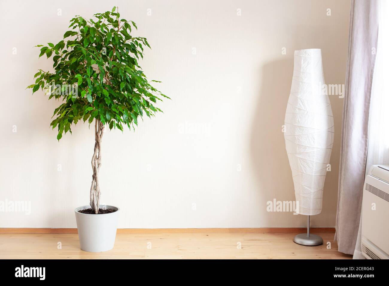 ficus benjamina grande pianta verde con gambo intrecciato lungo Foto Stock