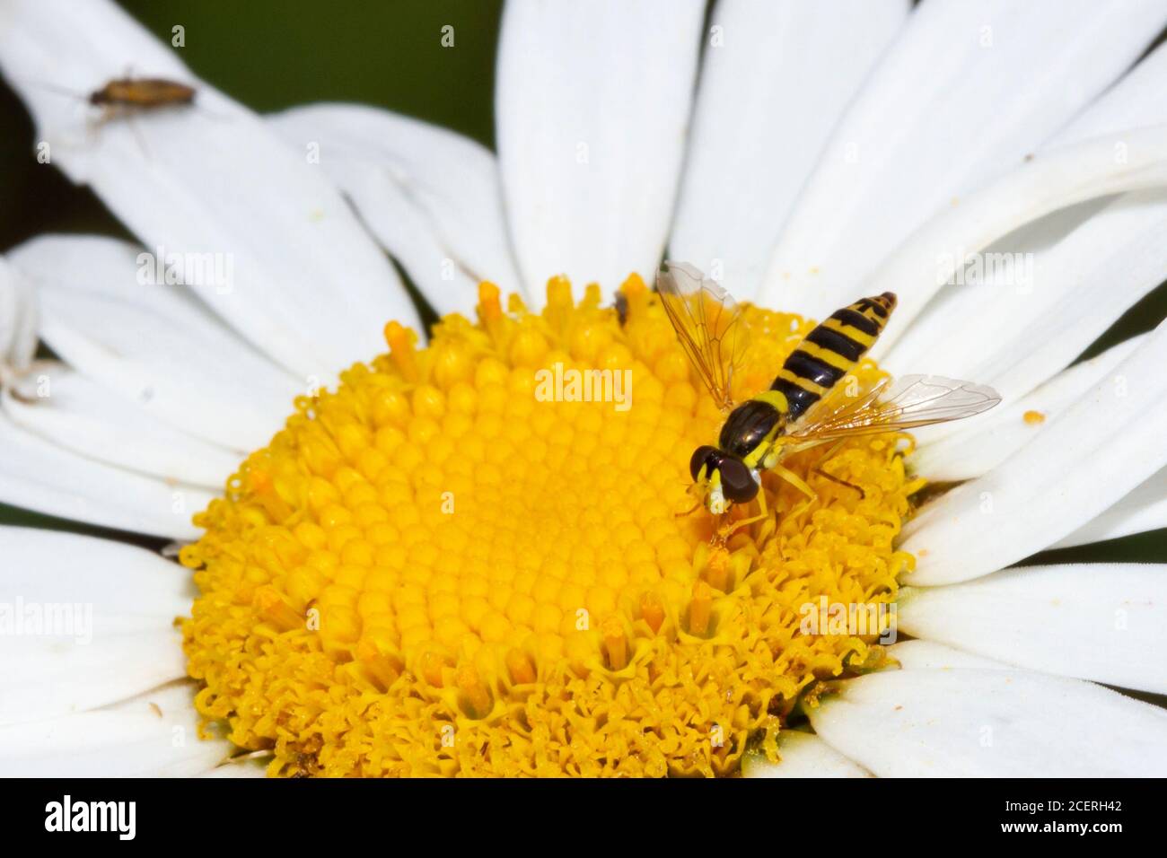 Shaerophoria Scripta Hoverfly, giardino del Sussex, Regno Unito Foto Stock