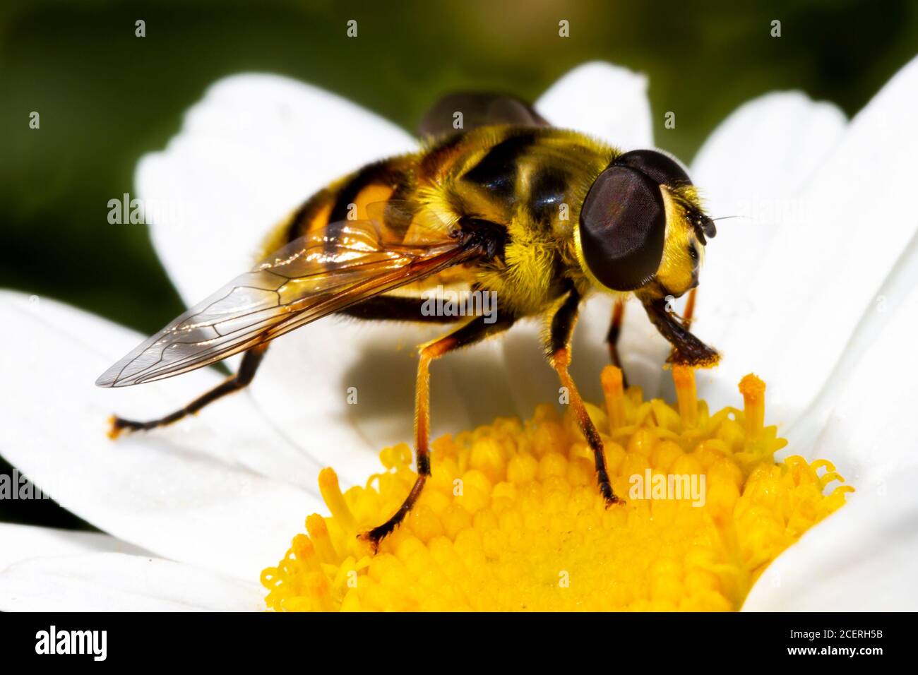 Myathropa florea hoverfly, giardino di Sussex, Regno Unito Foto Stock