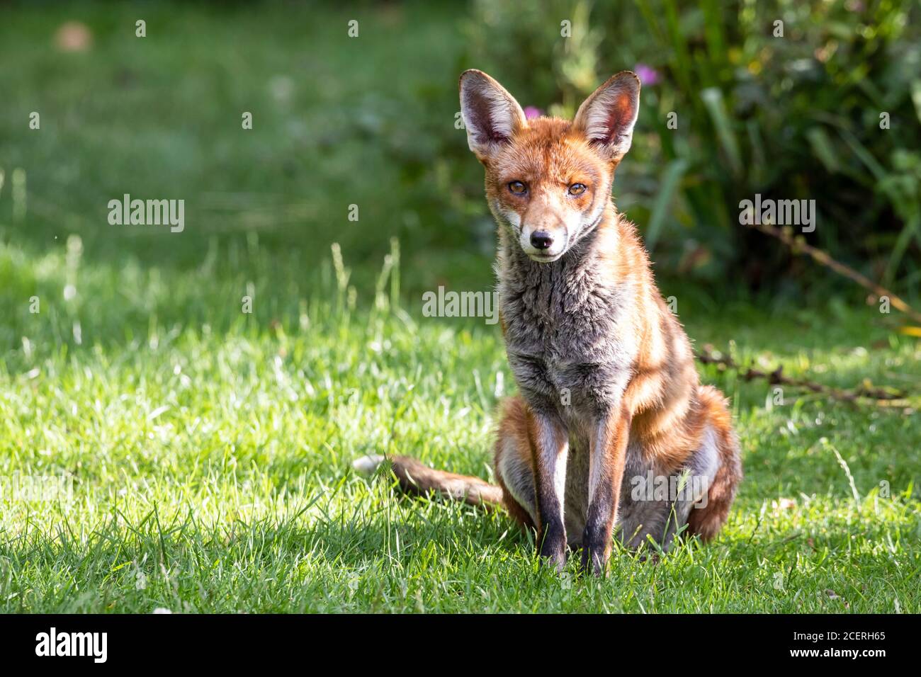 Volpe rossa vixen (Vulpes vulpes) seduta, Sussex giardino, Regno Unito Foto Stock