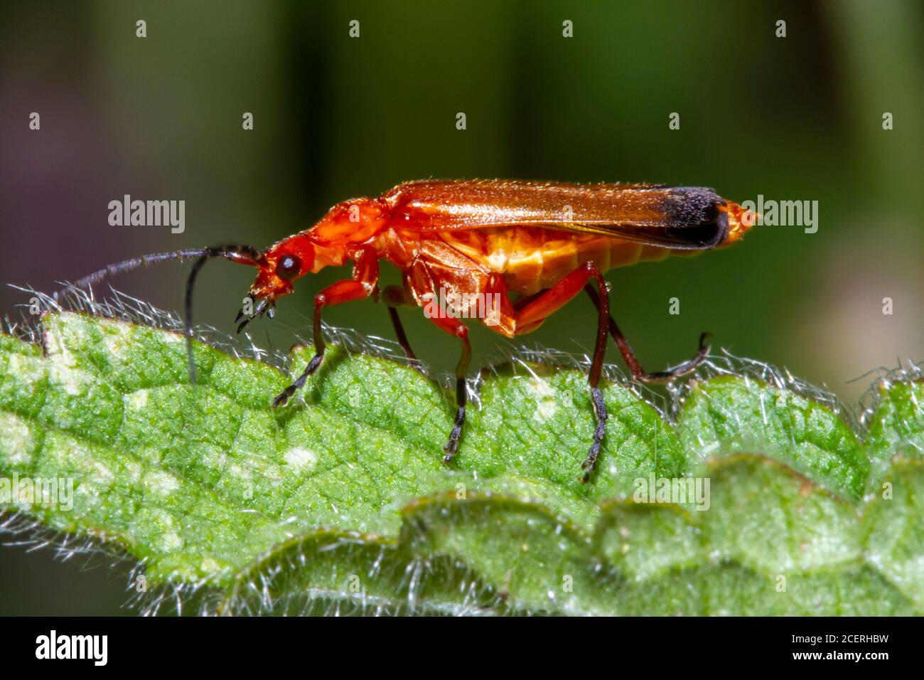 Comune rosso soldato Beetle (Rhagonycha fulva) Sussex giardino, Regno Unito Foto Stock