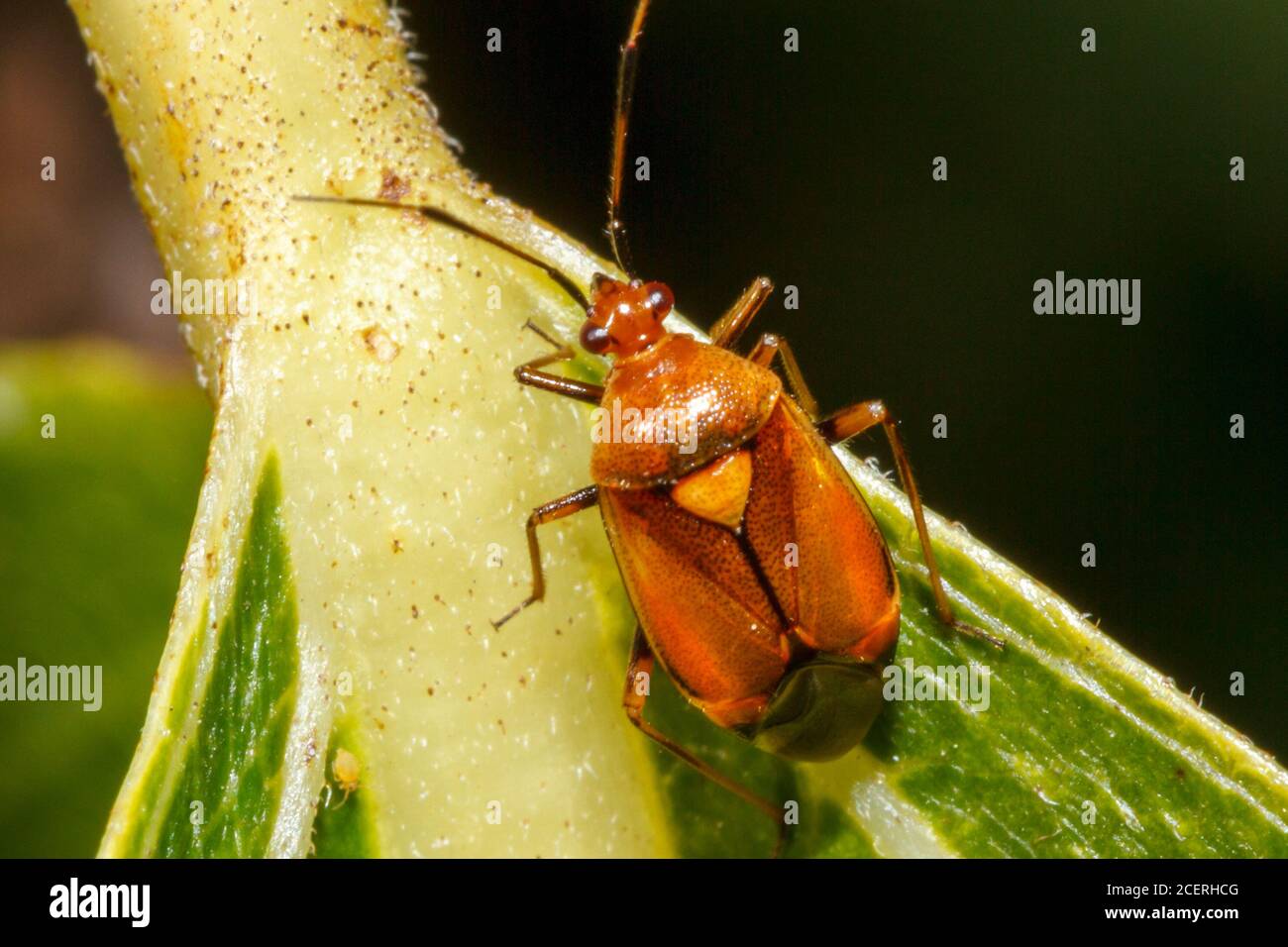 Lygus pratensis bug, giardino di Sussex, Regno Unito Foto Stock