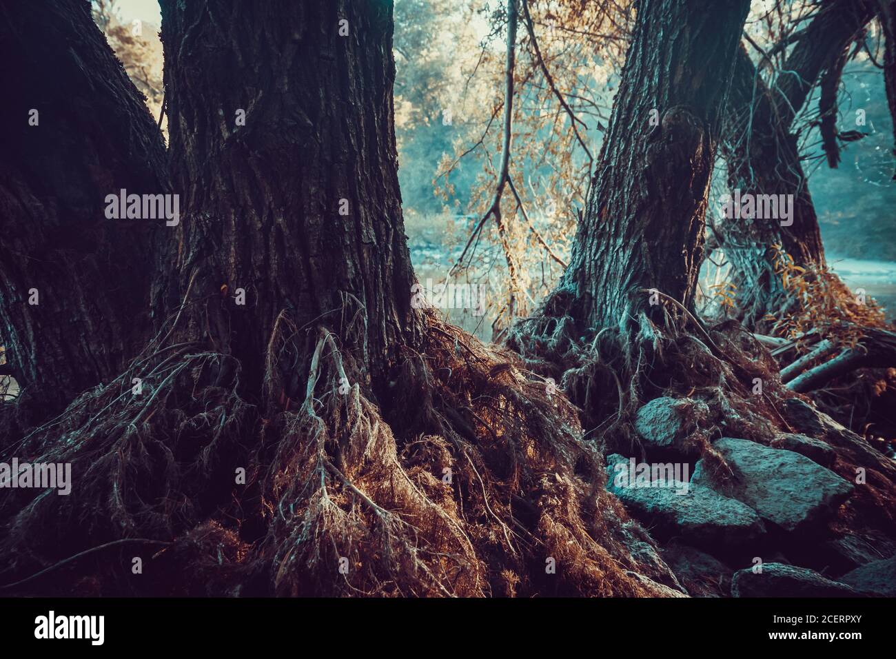 Radici di albero che sono emerse quando l'acqua è scesa dal lago all'alba. Foto Stock