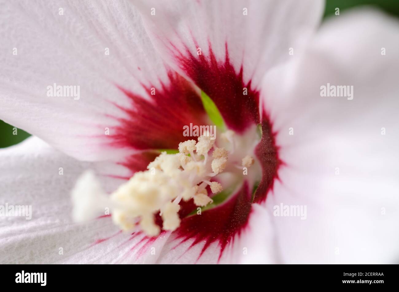 Hibiscus laevis, noto come rosmarino a foglia di Halberd, fiore perenne erbaceo con petali bianchi e rossi, Germania, Europa occidentale Foto Stock