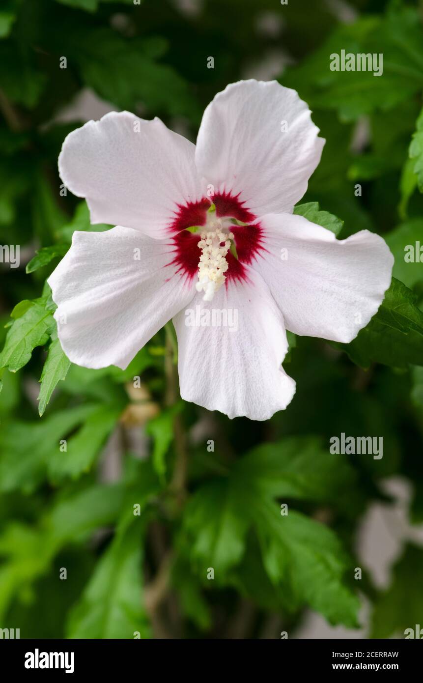 Hibiscus laevis, noto come rosmarino a foglia di Halberd, fiore perenne erbaceo con petali bianchi e rossi, Germania, Europa occidentale Foto Stock