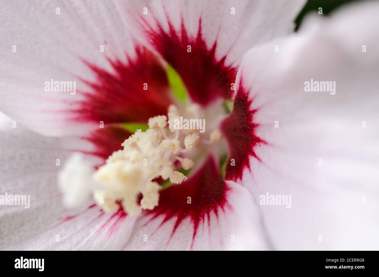 Hibiscus laevis, noto come rosmarino a foglia di Halberd, fiore perenne erbaceo con petali bianchi e rossi, Germania, Europa occidentale Foto Stock