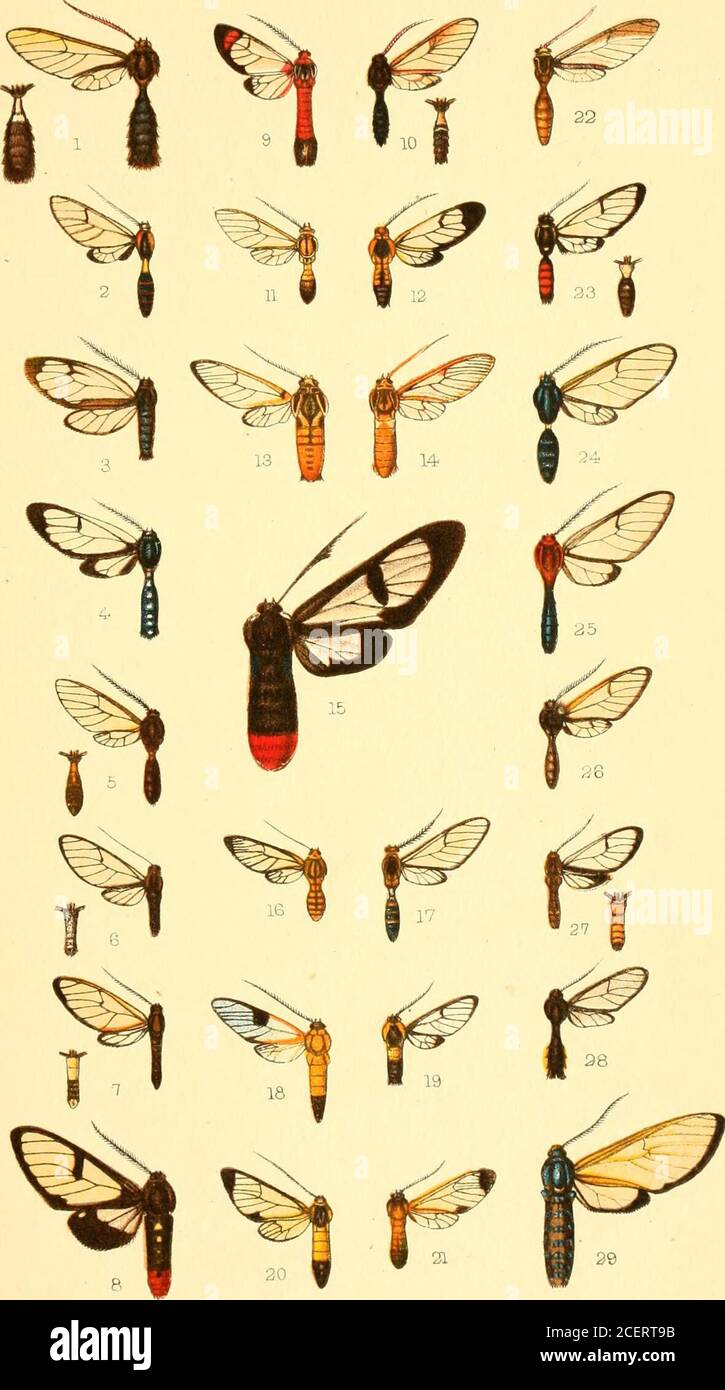 . Catalogo della Lepidoptera Phalænæ nel museo britannico. ia. 8. 3Iesolas ia mekDiohasis, 9 • pag. 340. Brasile. 9. Gundlaclda rosella, S. p. 362. Cuba. 10. Clysostola sanguitarsia, S • pag. 374. Bolivia. 11. 5? Consubrina, J • pag. 376. Brasile. 12. &gt;5 sanguiceps, J. p. 375. Cayenne. 43. 5J falvispJie.v, c? • pag. 377. Cayenne. 14. 1? Cequalis, c. p. 377. Brasile. 15. Mesolasia joaula, 5. Pag. 340. Brasile. 16. Chrysox tola inunda, 5 • pag. 376. Brasile. 17. 11 tefrazona, c?. pag. 375. Bolivia. 18. n dicladioides, J. p. 373. Brasile. 19. n posa, S pag. 375. Brasile. 20. 51 Pelopia, (S • pag. 375. Panoramica Foto Stock