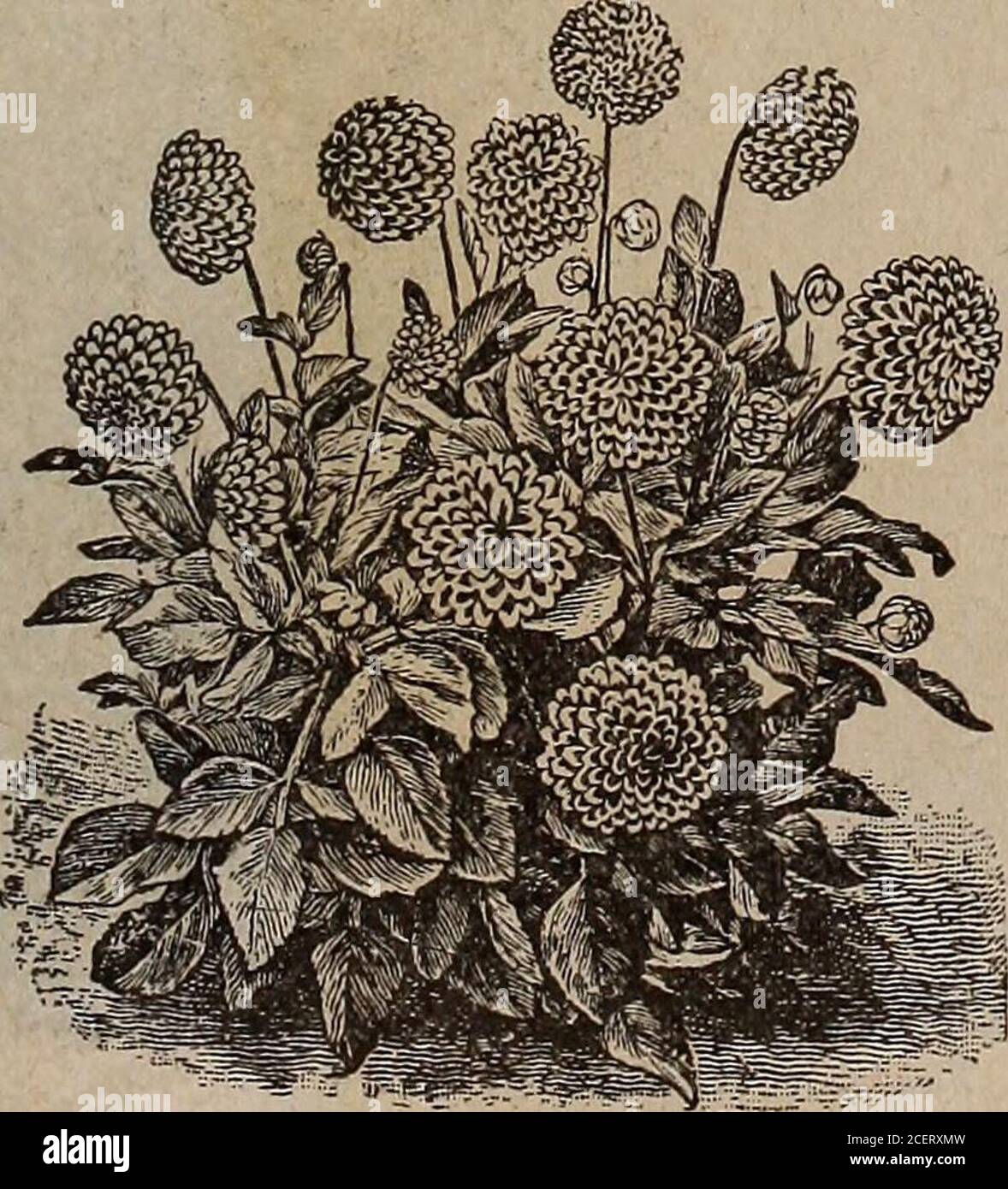 . Semi, bulbi, arbusti : catalogo 1914. CYCLAMEN PERSICUM CCA AM FN B*^^Tful piante per la coltura di pentola in^ ^ WLrn-iTll-^i^ v/indow o serra. Possono behad in fiore dal seme in circa un anno. Semina scatole iilshallow di seme all'interno in qualsiasi momento durante la primavera o la caduta, etransplant in pentole. I nostri ceppi di semi sono insuperabili. Giant=Flowered Fancy Cyclamen denominati Sorts, ciascuno, per pkt., 25c 2774a Album perfezione, bianco puro, 2774b Crimson King, cremisi scuro. 2774c Magnificum, bianco, occhio di carminio. 2780a Marienthal, rosa. 2773 misto. 2780b Salmoneum, salmone. 2780a Monte Bianco, ciclamino bianco in Foto Stock