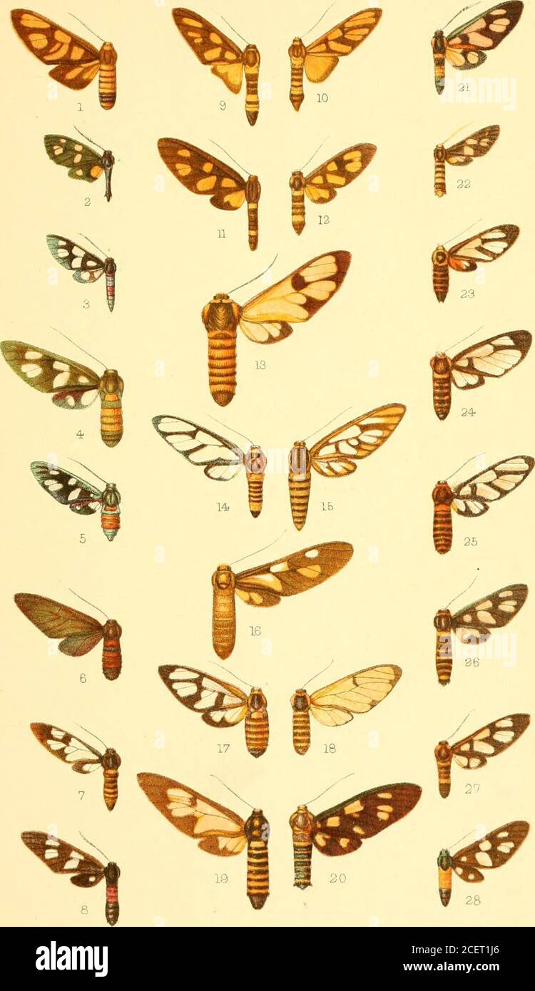 . Catalogo della Lepidoptera Phalænæ nel museo britannico. licia, € . P- 83. Abissinia. 5. &gt; tomasinn, d. P- 84. Africa occidentale. 6. JJ velatipemiis, 5. P- 84. Abissinia. H RUBROZONATA, J. P- 85. Cina. 8. »J celebrhesa, (^. P- 85. Celebes. 11 egaria, &lt;S . P- ^Q. Borneo. 10. 11 elrijpiera, c? • P- 87. Borneo. 11. 11 Jcmensis, 2 ? „ P- 87. Borneo. 12. 11 tetragonarla, S • P- 89. Borneo. 13. 11 muirheadi, S • P- 95. Cina. 14. 11 vitrea, (^. P- 90. Birmania. 15. 11 suhmarginalis, 5. P- 91. Sikhim. 16. 11 brifhi/ris, 5. 11 P- 90. Borneo. 17. 11 j)eri.vanthia, J. P- 97. Formosa. 18. 11 neiv Foto Stock