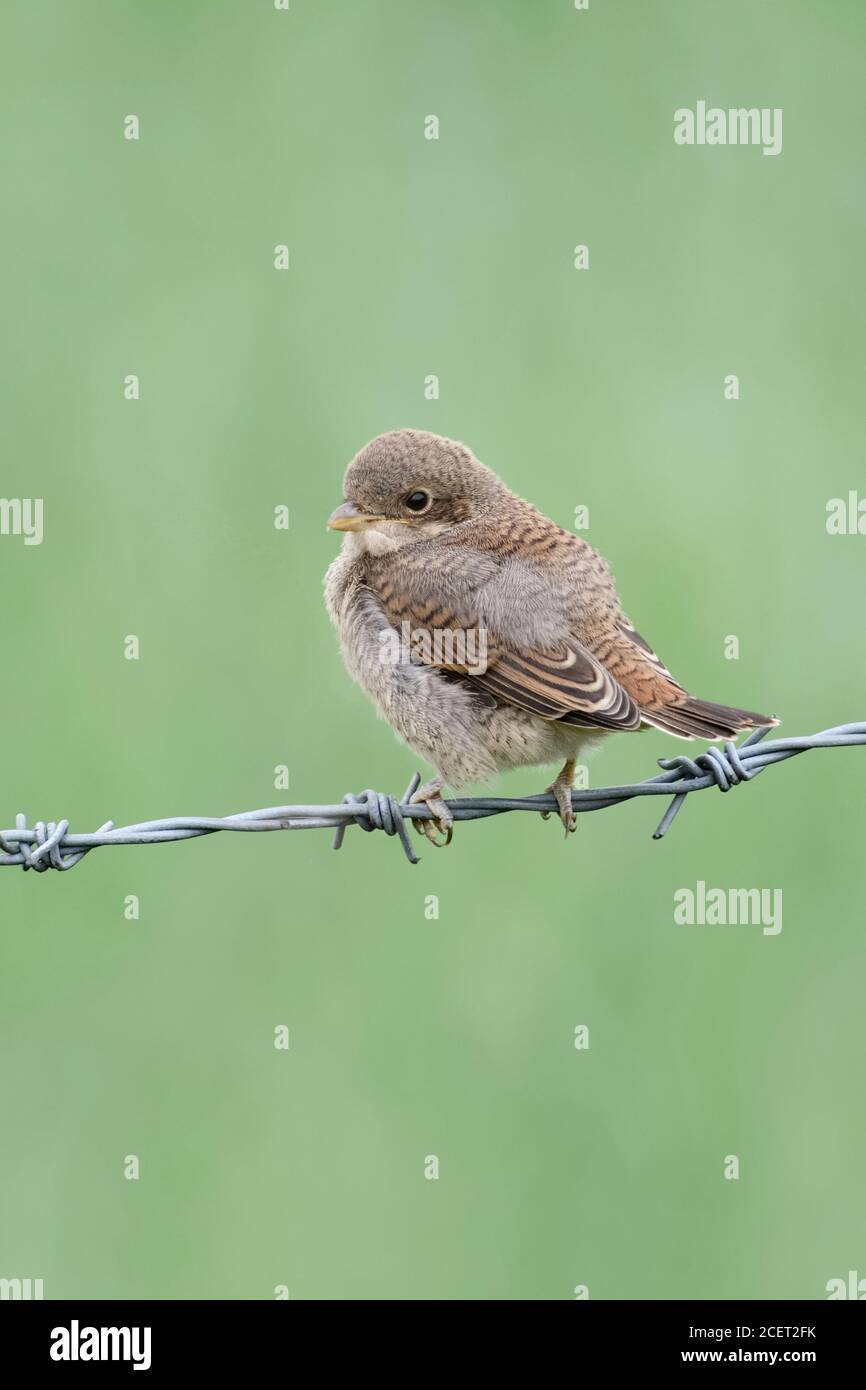 Red-backed Shrike ( Lanius collurio ), giovane pulcino, appena volato, piumaggio giovanile, molting, arroccato su filo spinato, sembra carino, fauna selvatica, Europa. Foto Stock