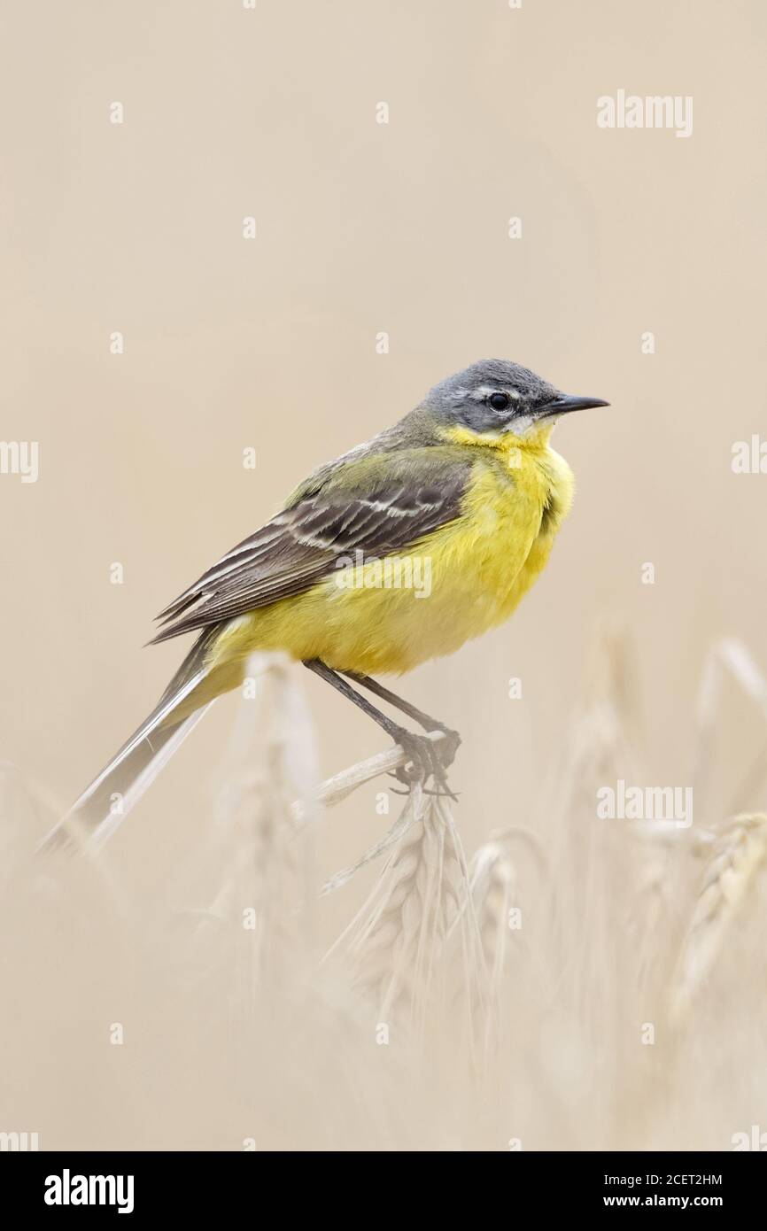 Yellow Wagtail ( Motacilla fava ), maschio adulto in abito da allevamento, arroccato su colture di orzo mature, seduto in un campo di grano, fauna selvatica, Europa. Foto Stock