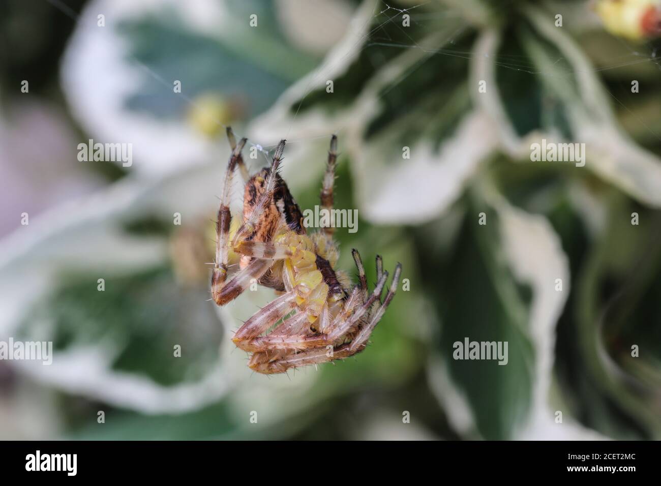 Giardino comune Spider Araneus diadematus tessendo il suo Web, Inghilterra Regno Unito Foto Stock