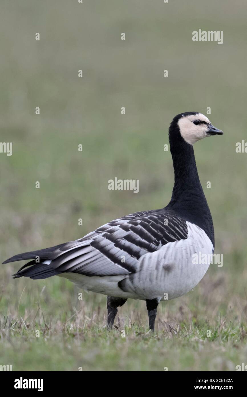 Barnacle Goose / Nonnengans ( Branta leucopsis ) in piedi su terreni agricoli, guardando attentamente, collo lungo, la fauna selvatica, l'Europa. Foto Stock