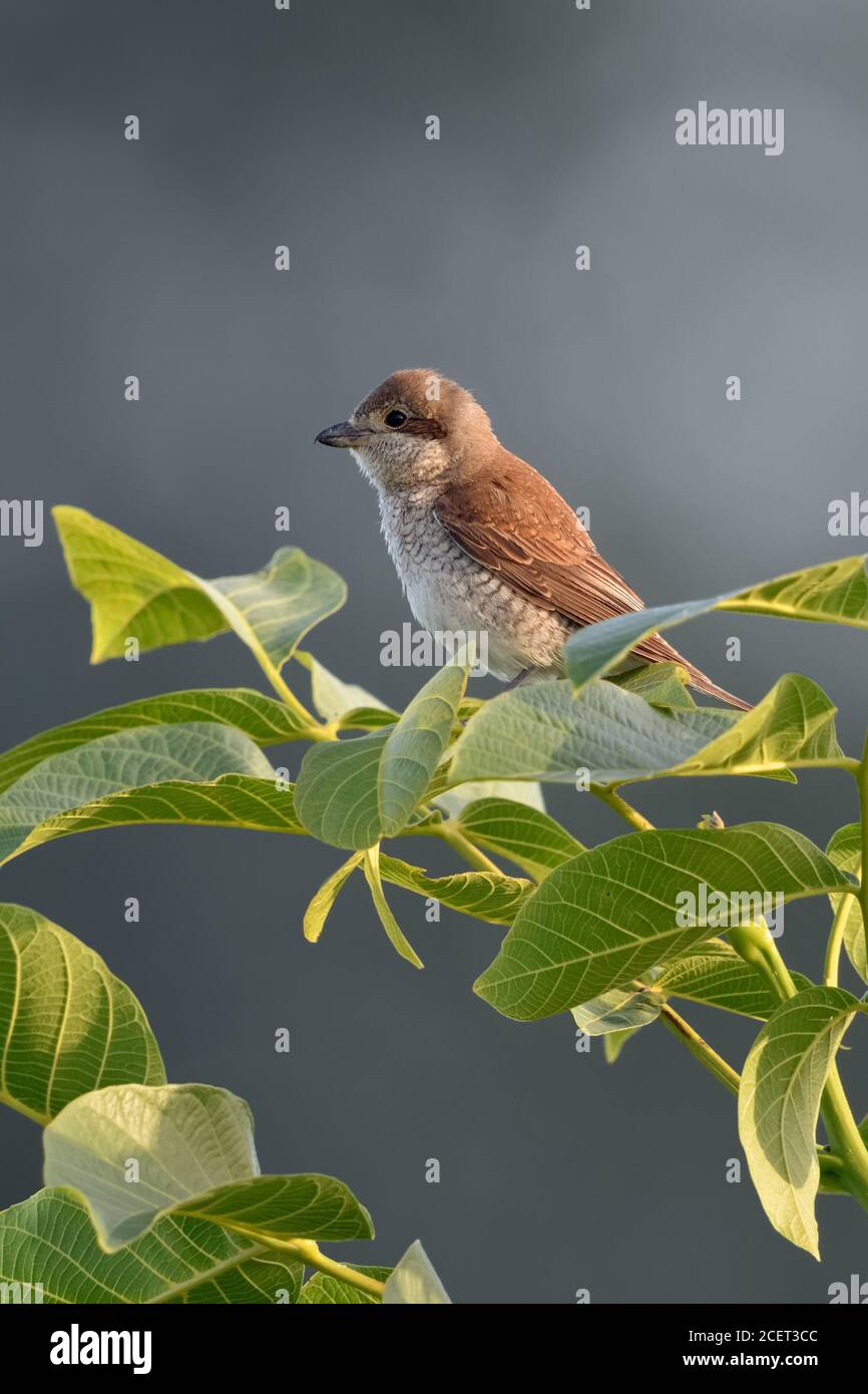 Shrike ( Lanius collurio ), femmina adulta arroccata sulla cima di un cespuglio di noce, caccia, uccello gerino, terra aperta, fauna selvatica, Europa. Foto Stock