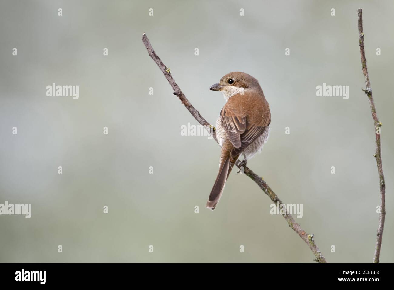Shrike ( Lanius collurio ), femmina adulta, arroccato su un belvedere, caccia, osservazione di preda, vista sul retro, fauna selvatica, Europa. Foto Stock