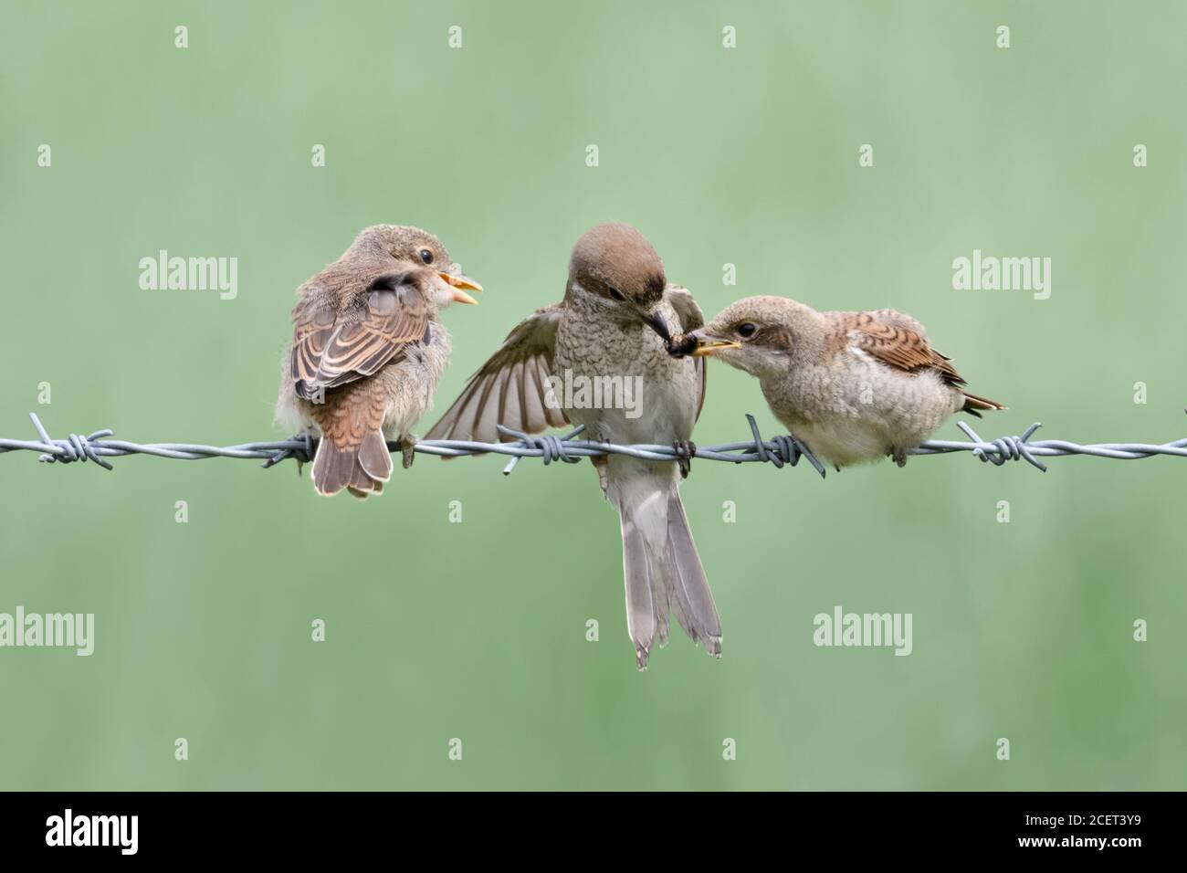 Shrike ( Lanius collurio ), femmina adulta che passa il cibo ai fledglings, nutrendo la sua prole, curando i giovani, la fauna selvatica, l'Europa. Foto Stock