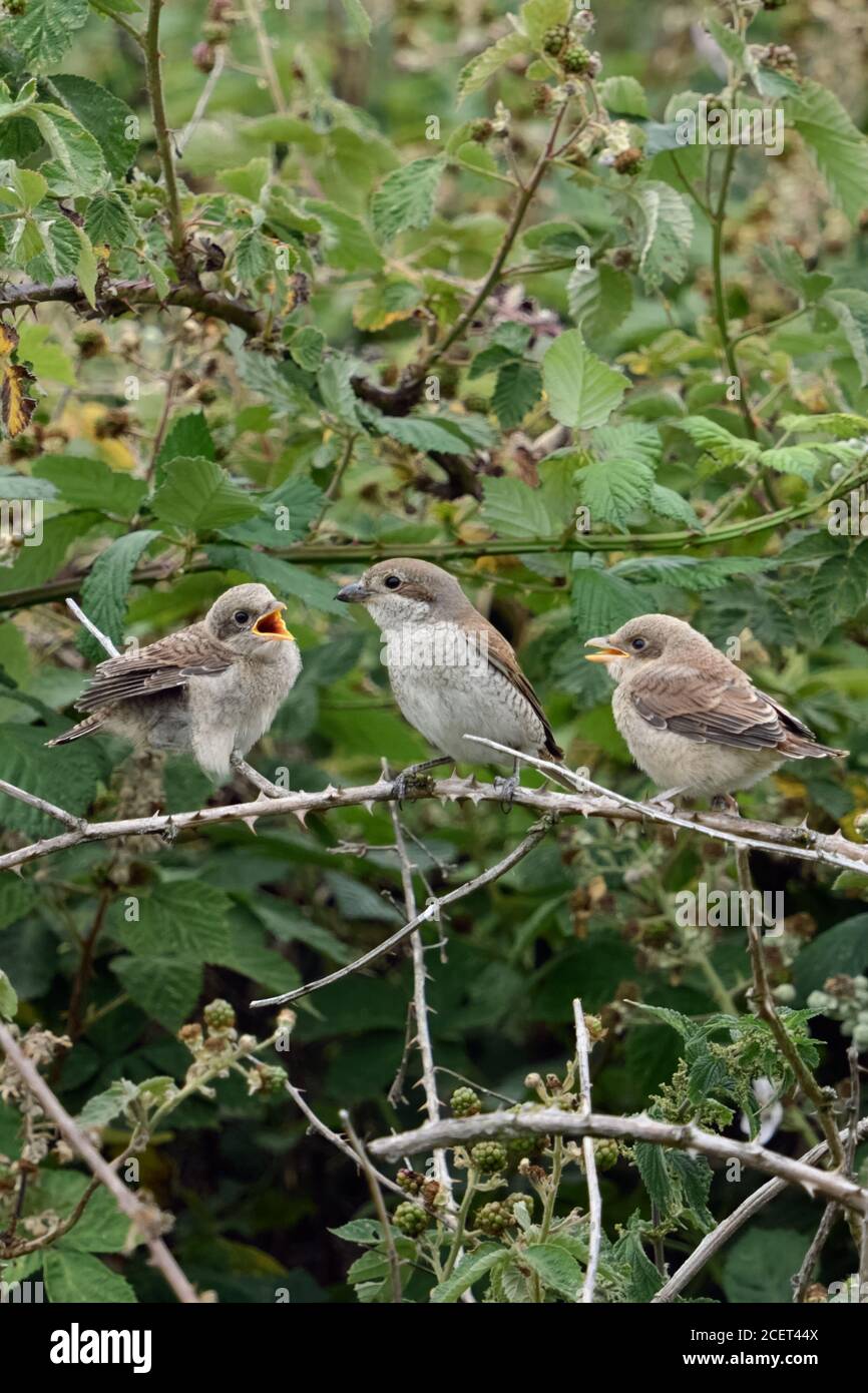 Shrikes ( Lanius collurio ), pulcini che pregano una femmina adulta per il cibo, seduti, appollaiati in una siepe di mora, fauna selvatica, Europa. Foto Stock